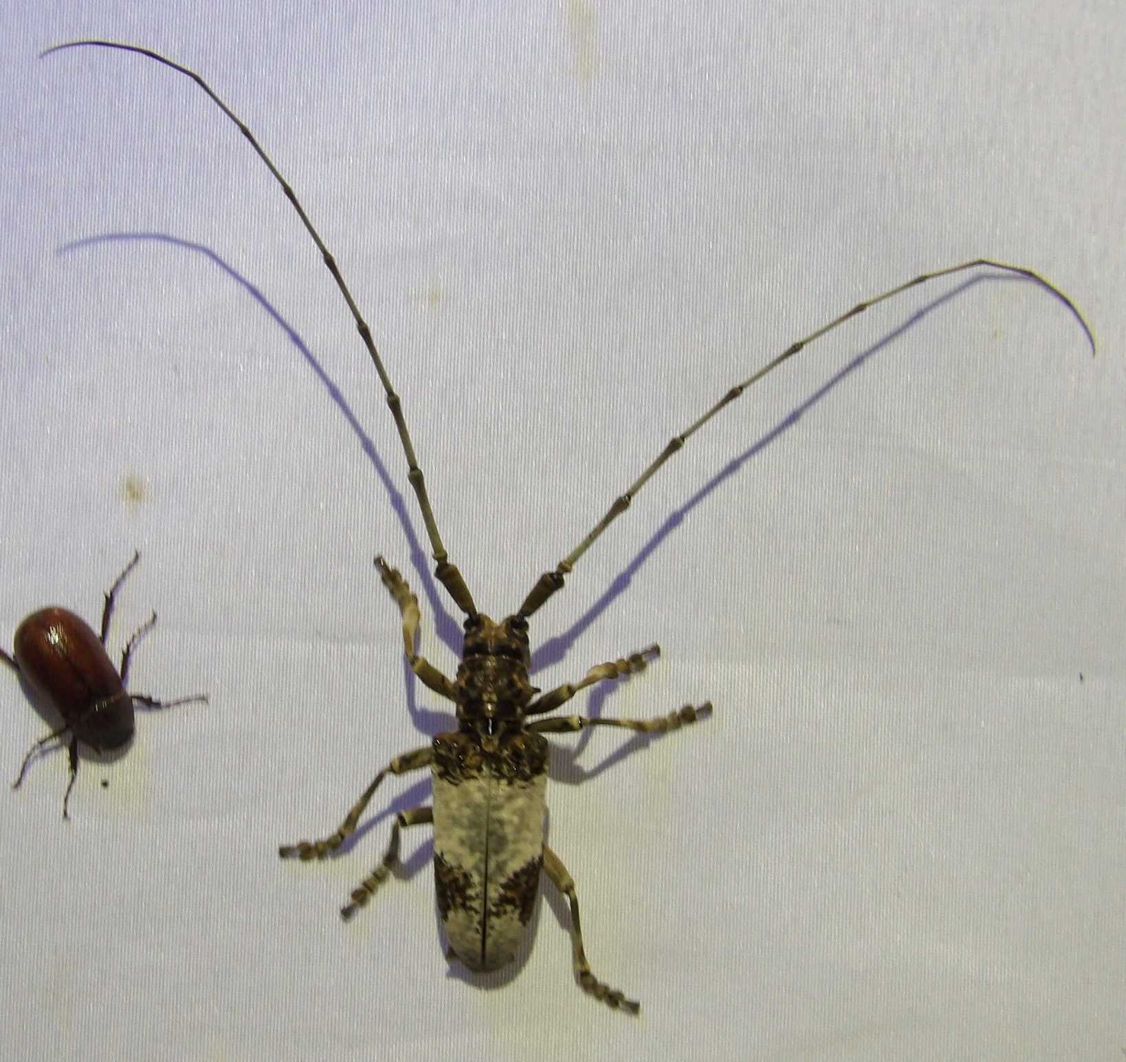 Monochamus leuconotus