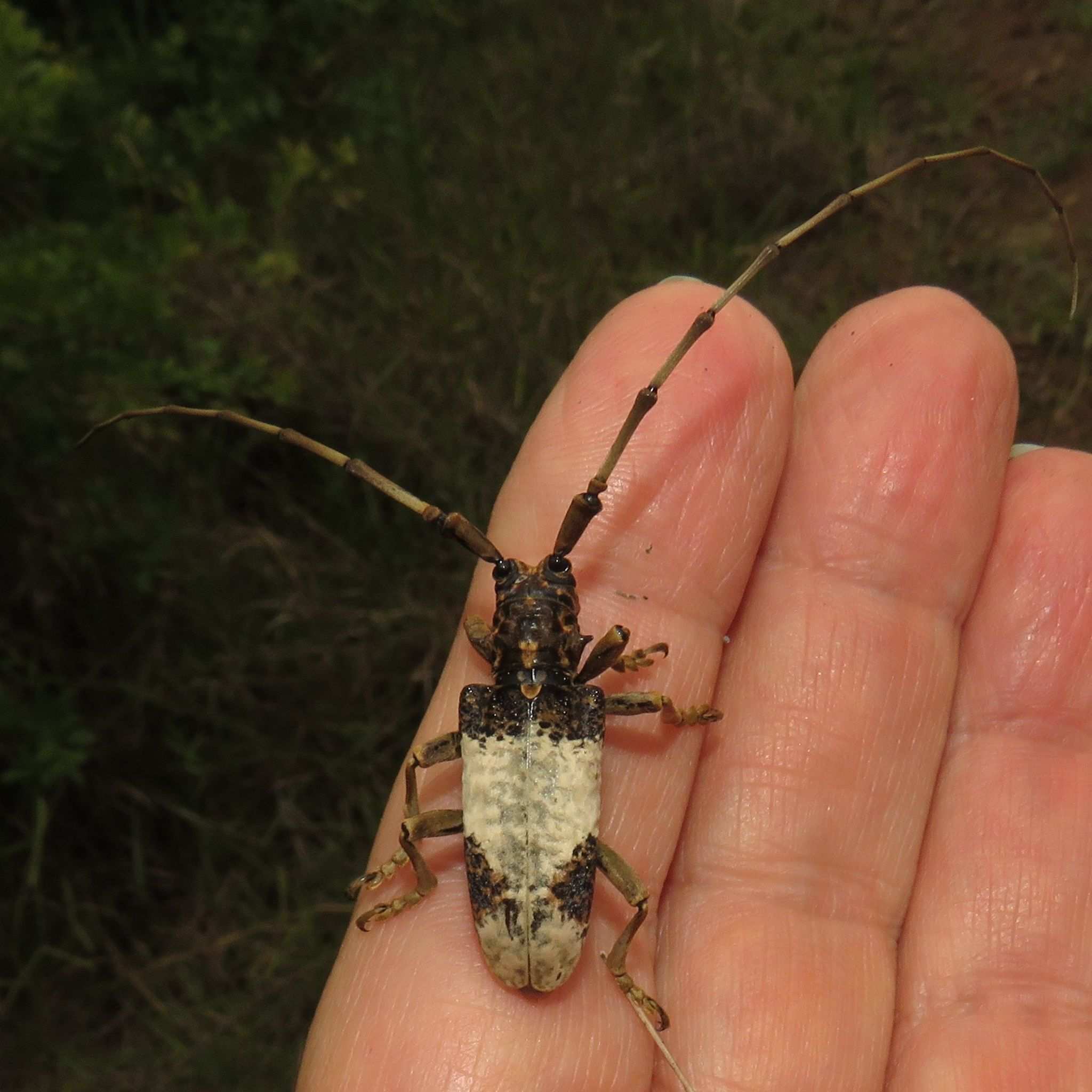 Monochamus leuconotus