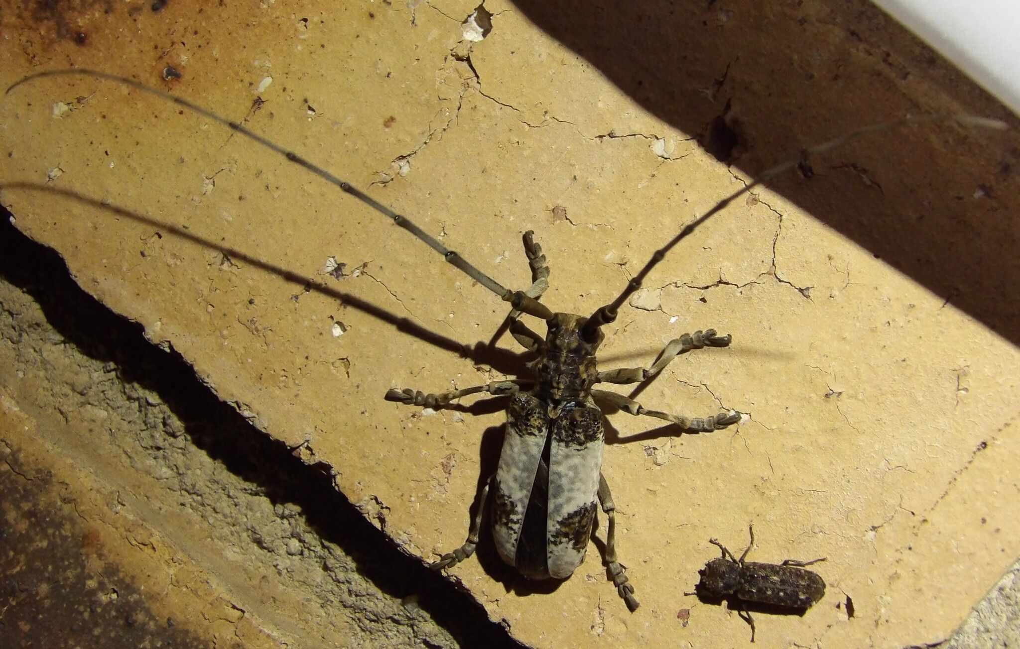 Monochamus leuconotus