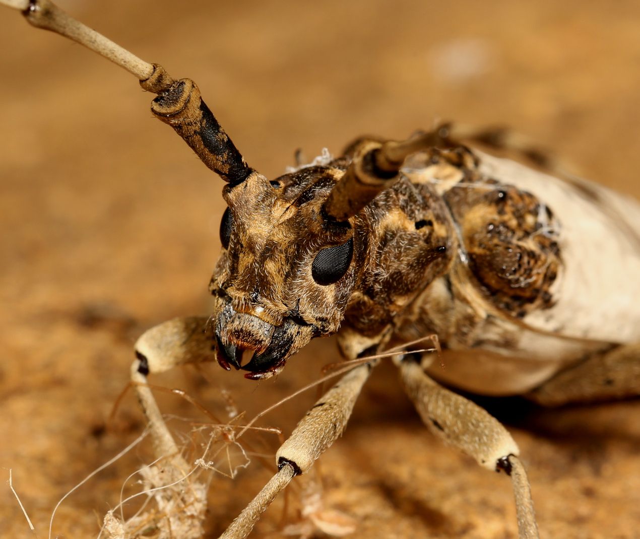 Monochamus leuconotus