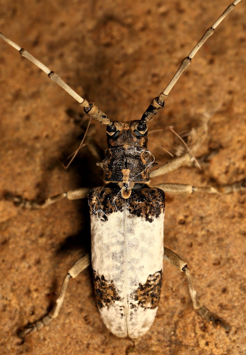 Monochamus leuconotus