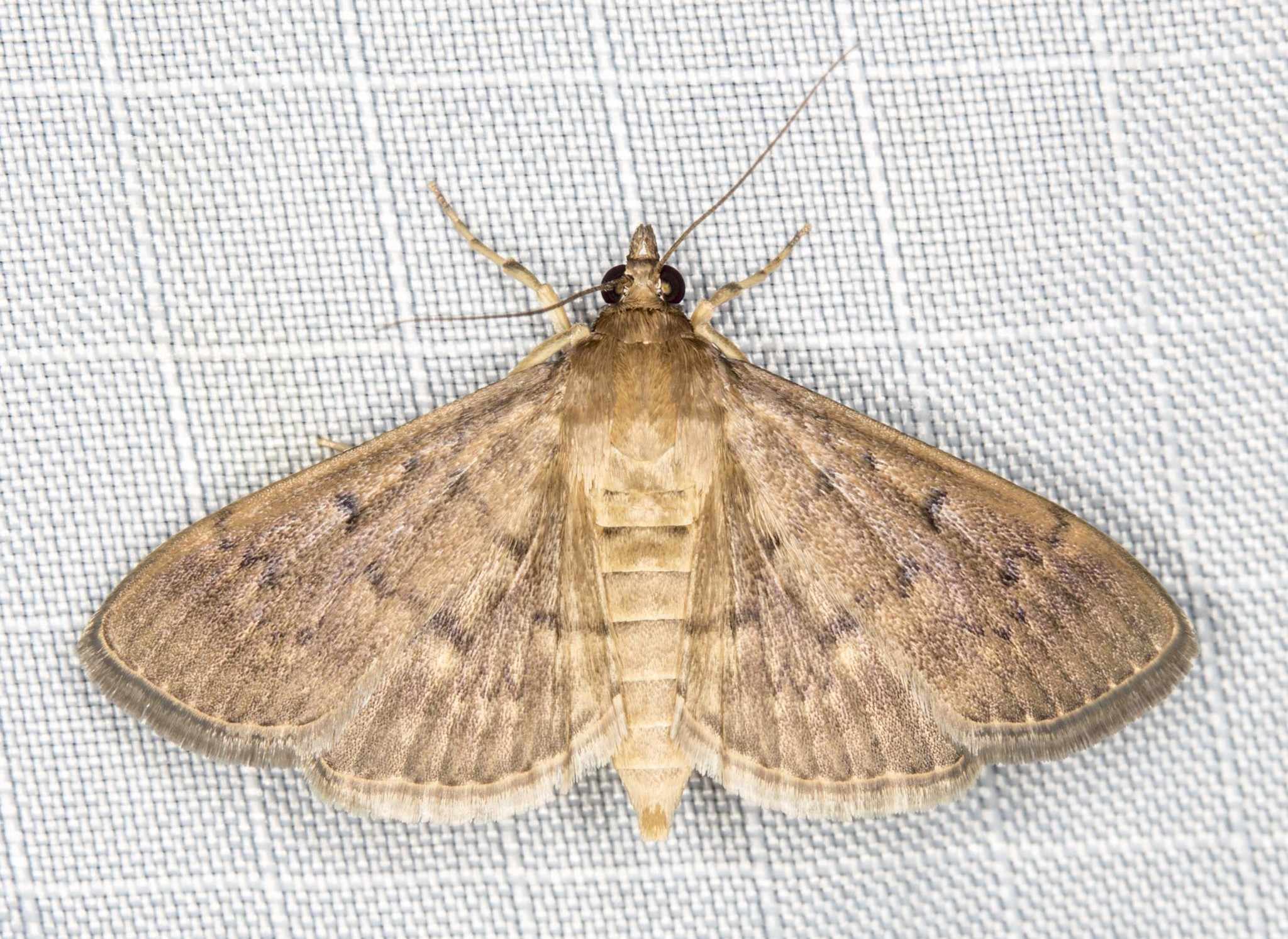 Herpetogramma