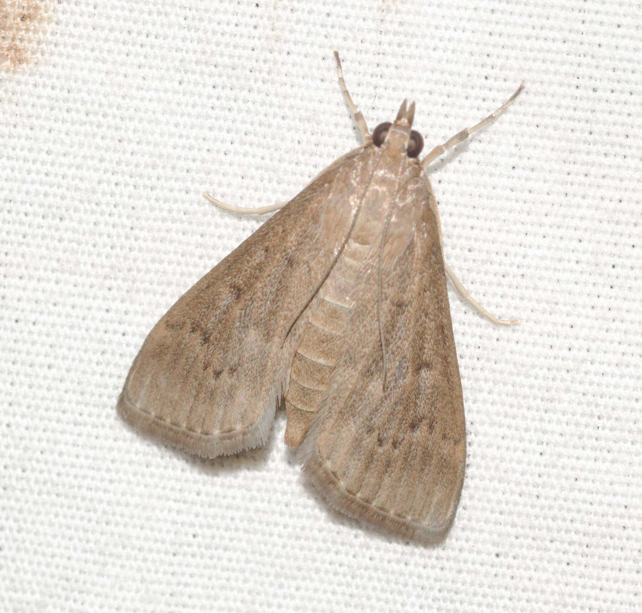 Herpetogramma