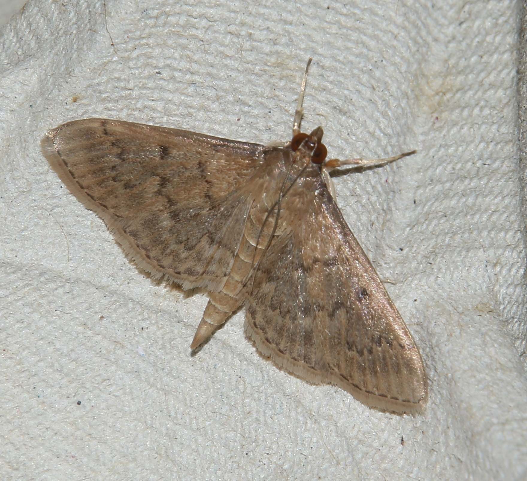 Herpetogramma