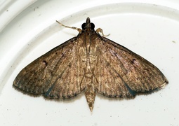 Herpetogramma