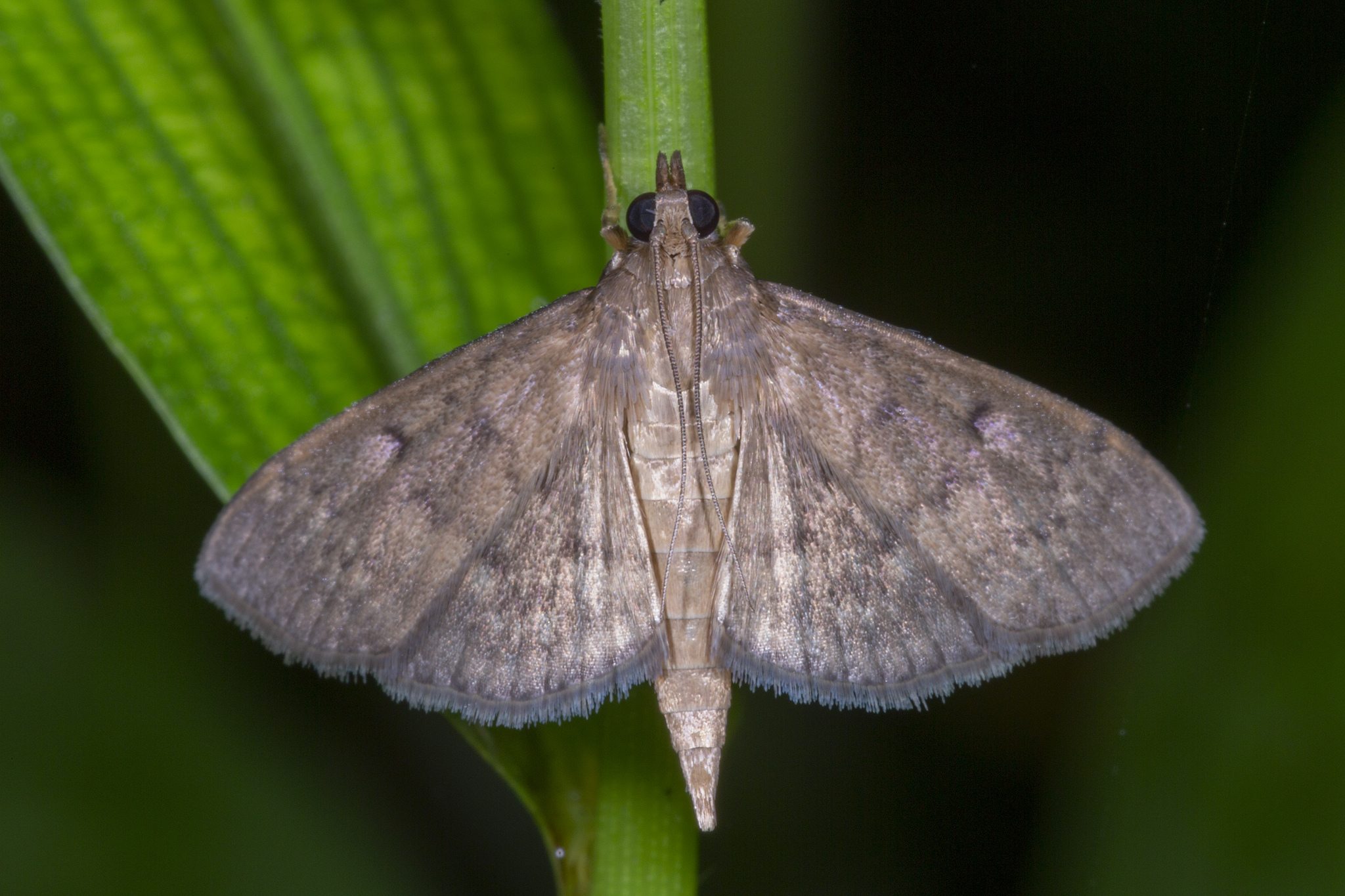 Herpetogramma