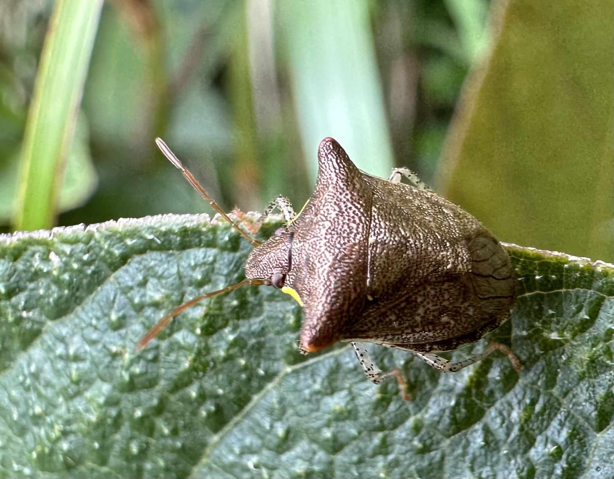 Carbula