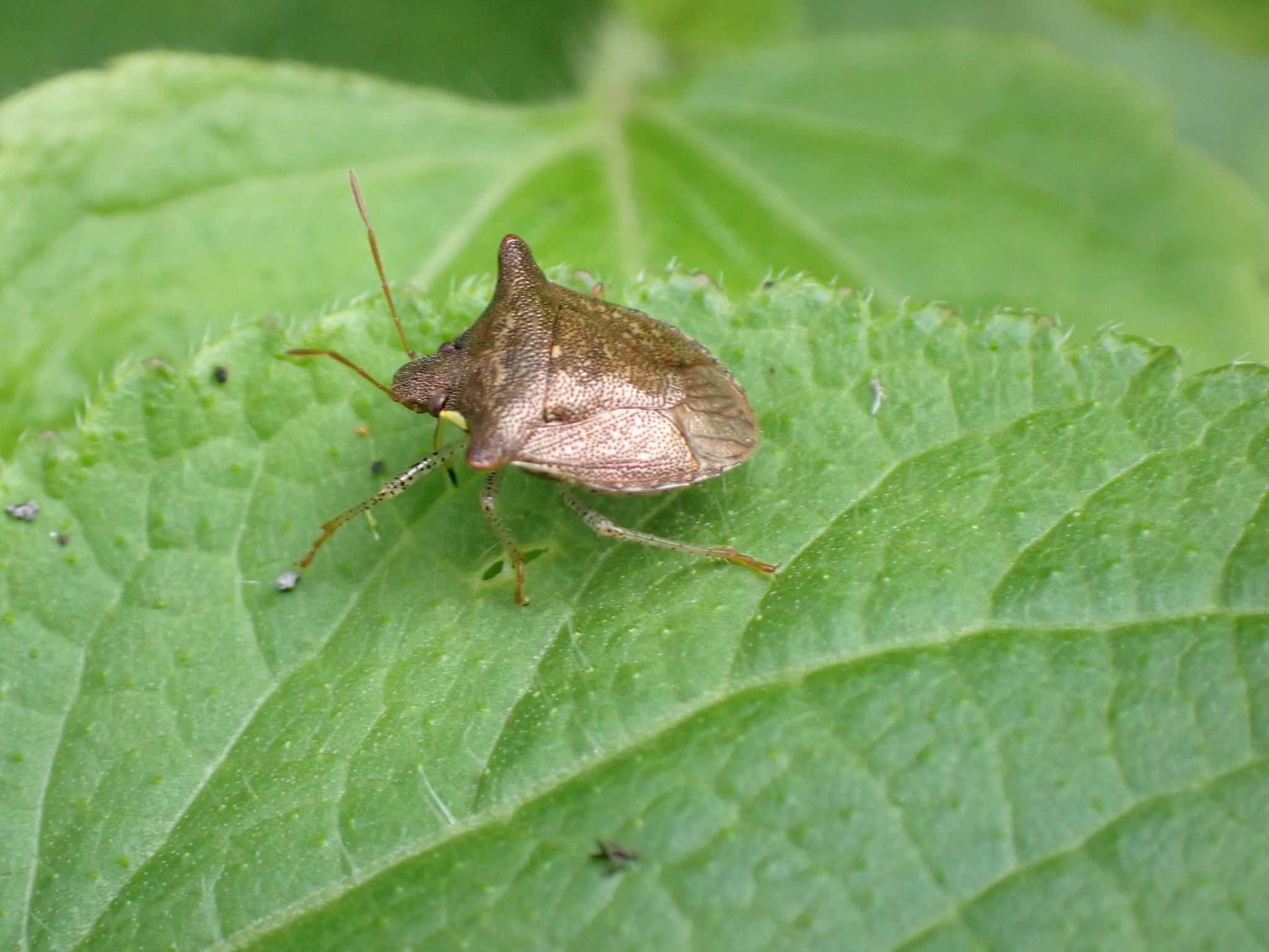 Carbula