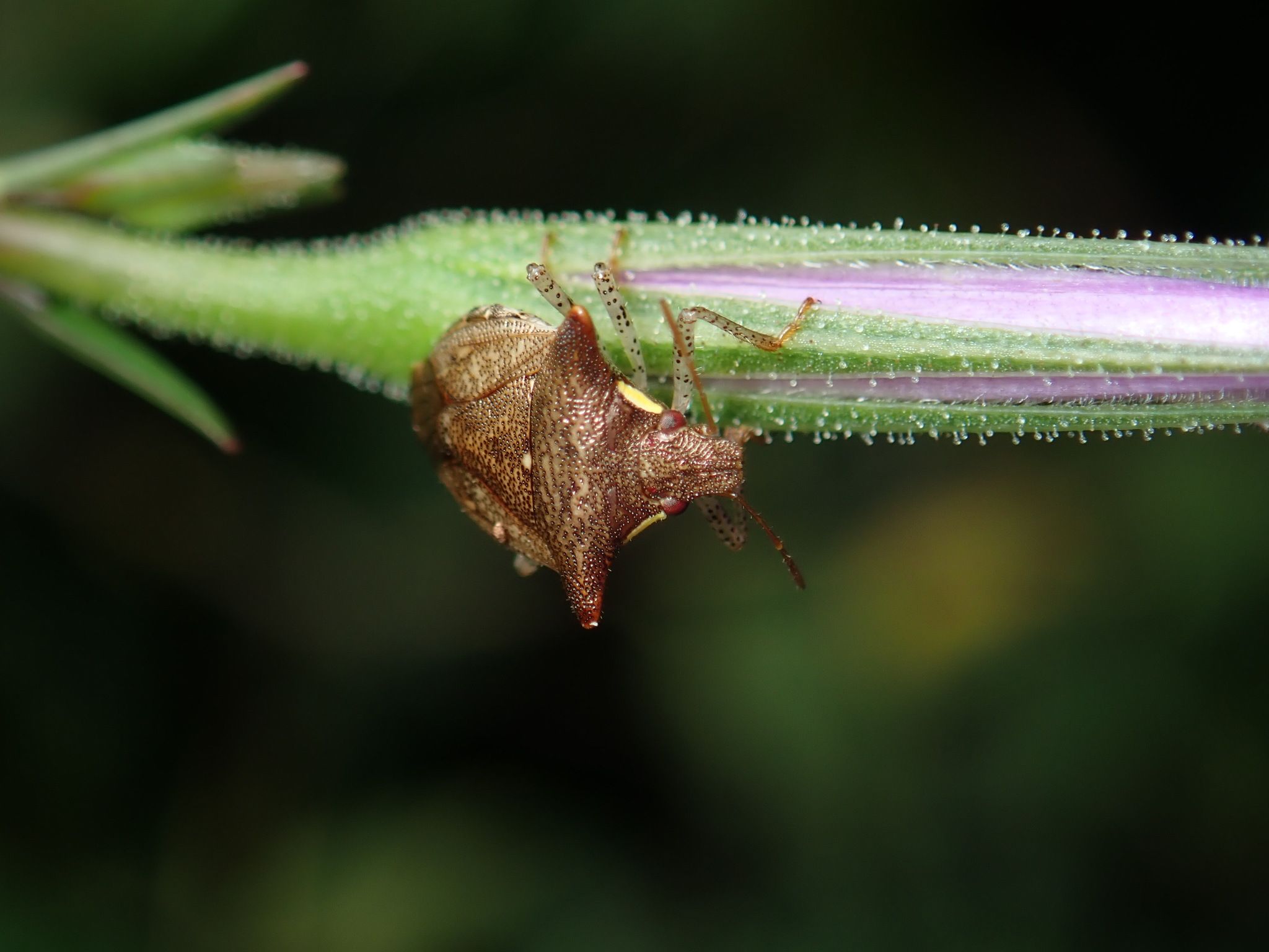 Carbula