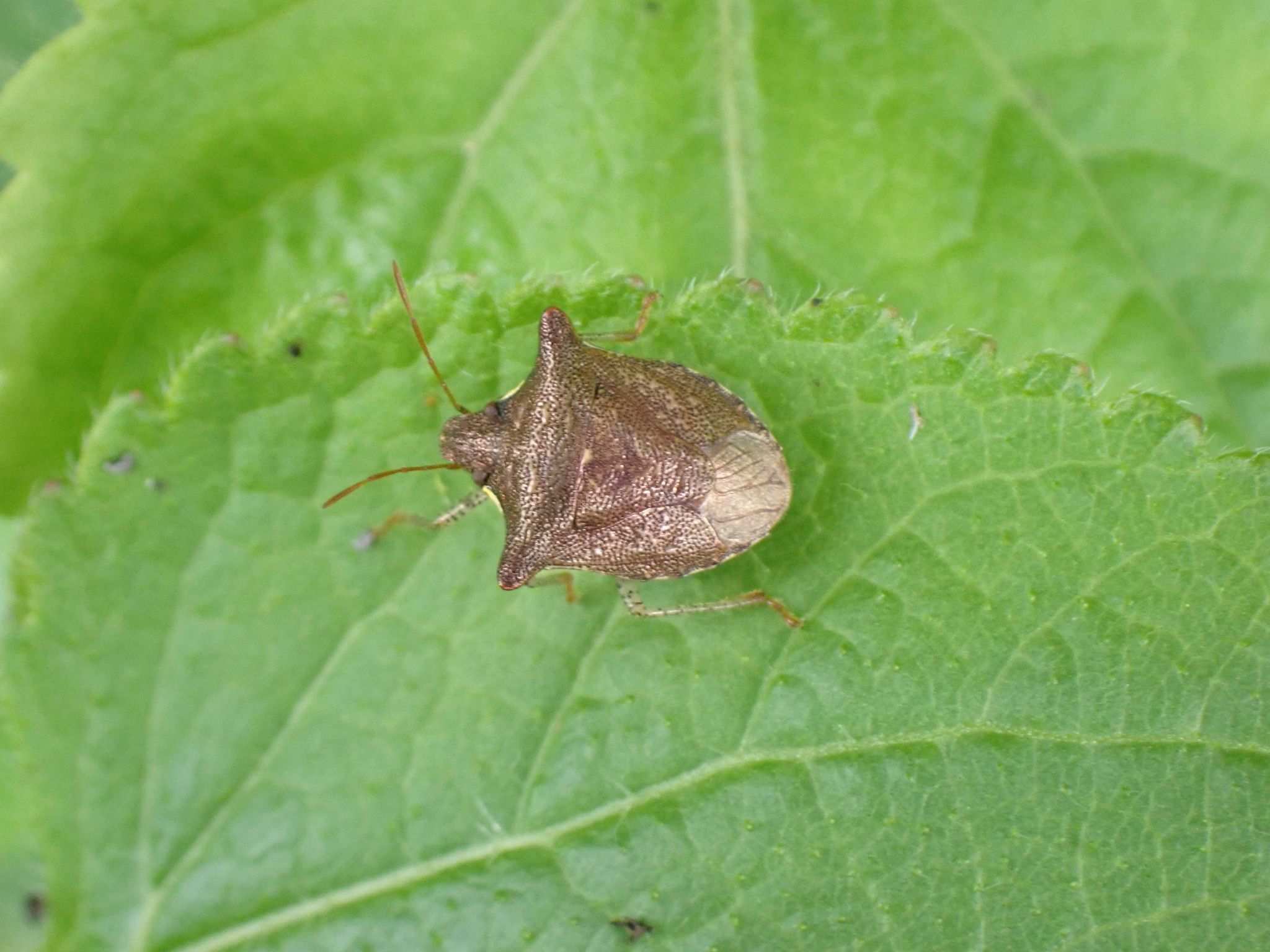 Carbula