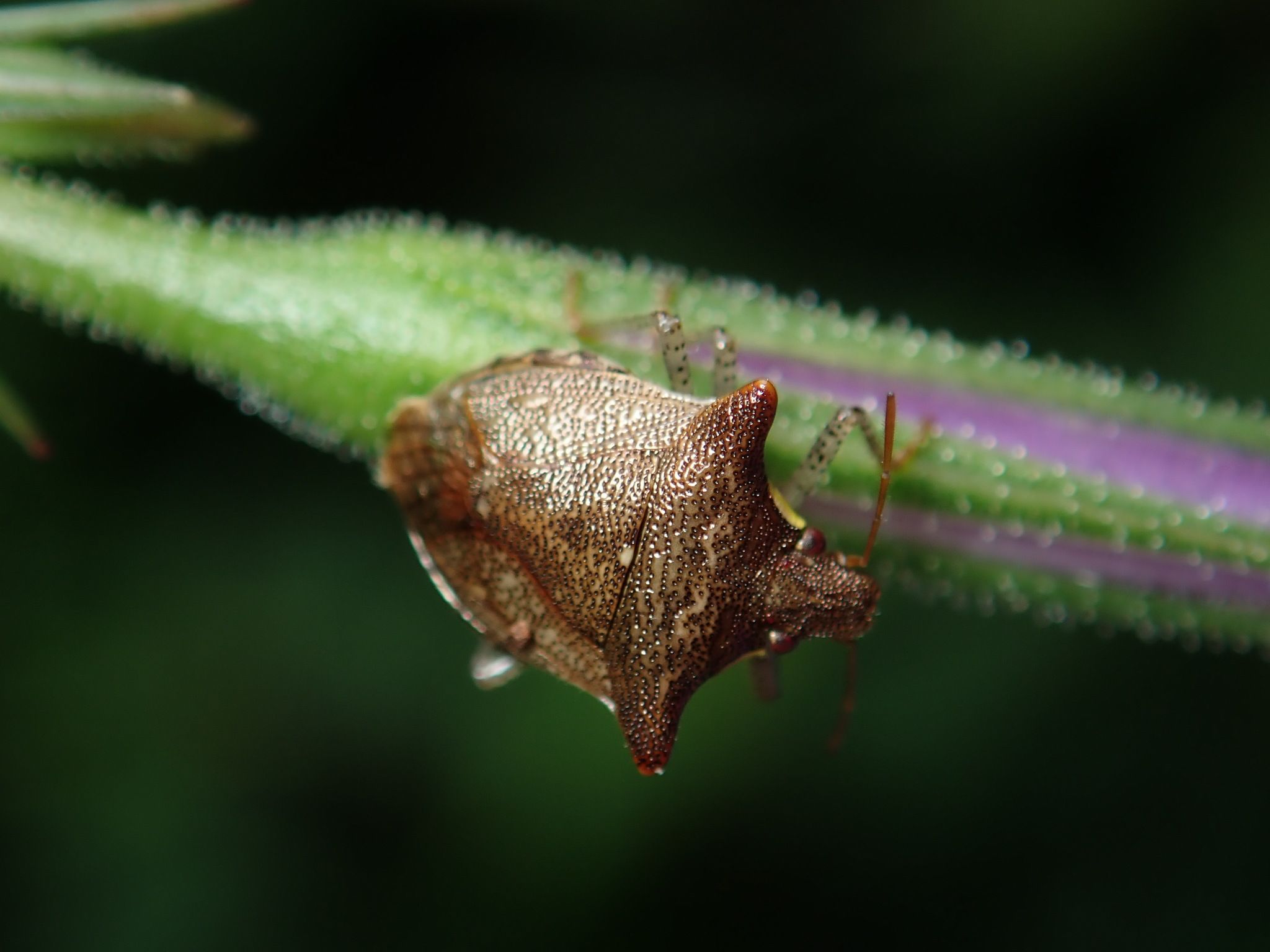 Carbula