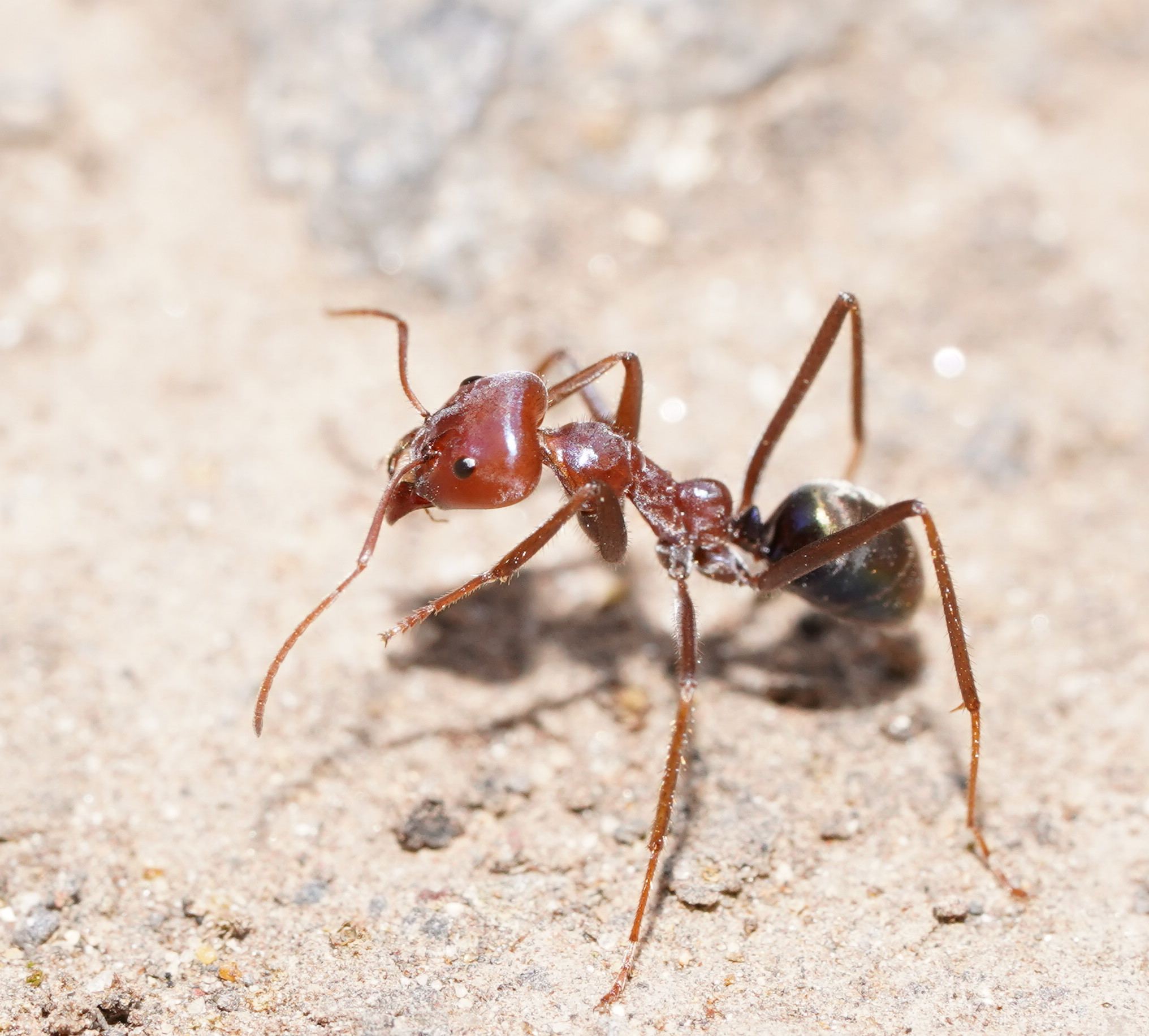 Iridomyrmex purpureus
