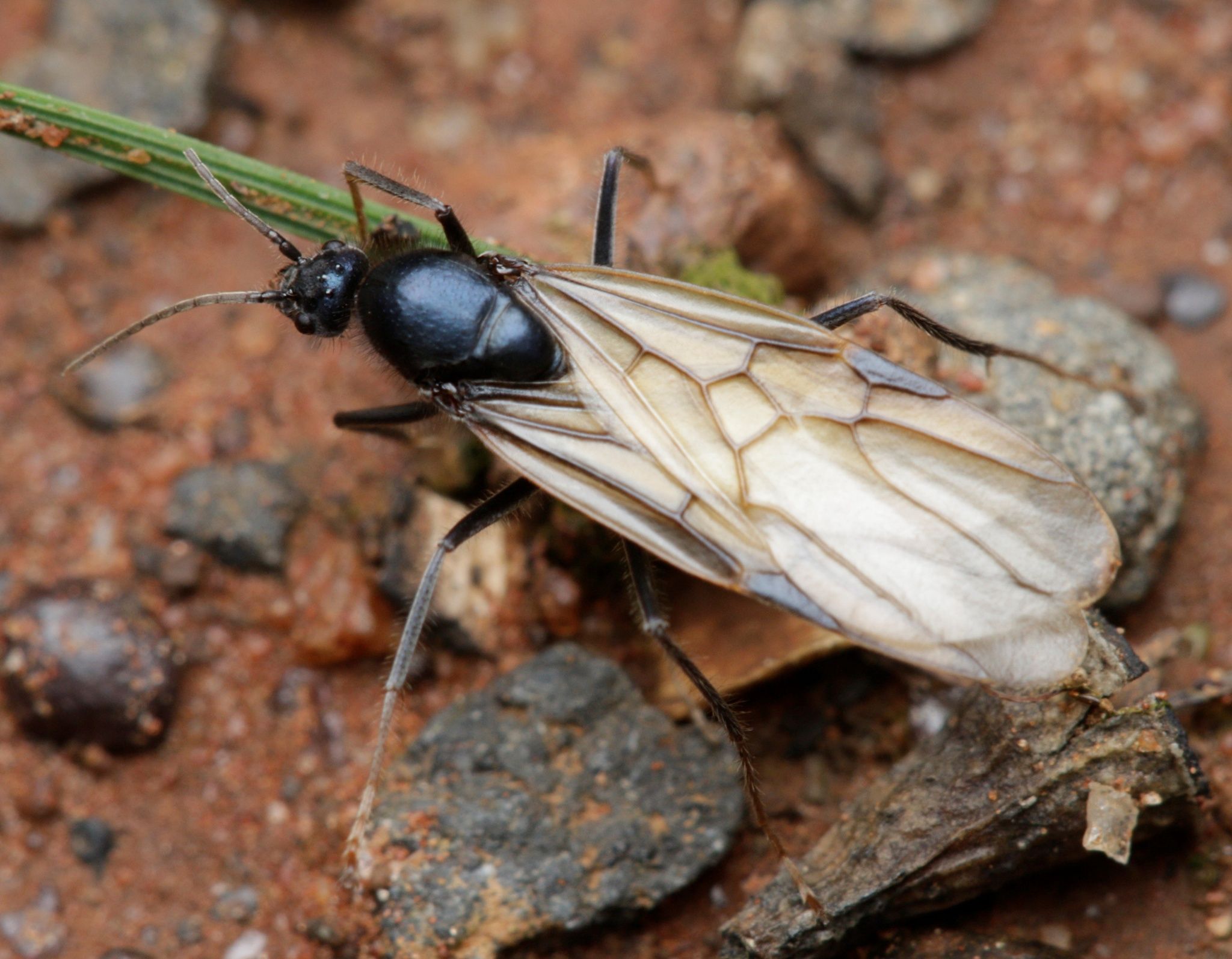 Iridomyrmex purpureus
