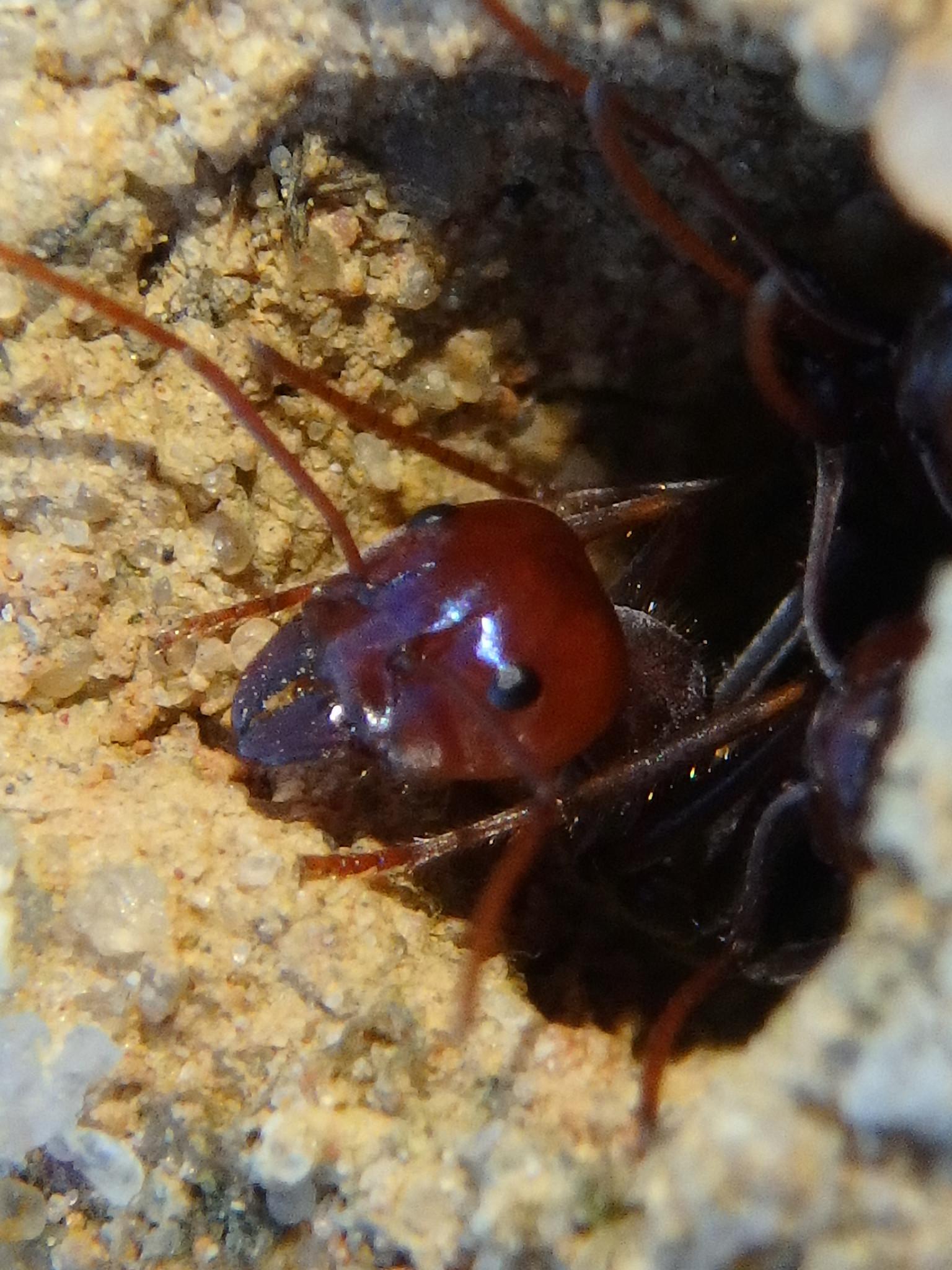 Iridomyrmex purpureus