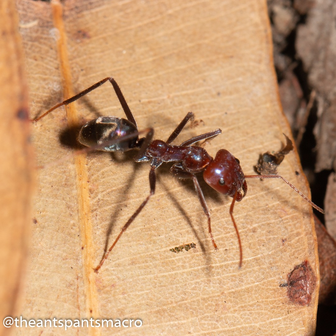 Iridomyrmex purpureus