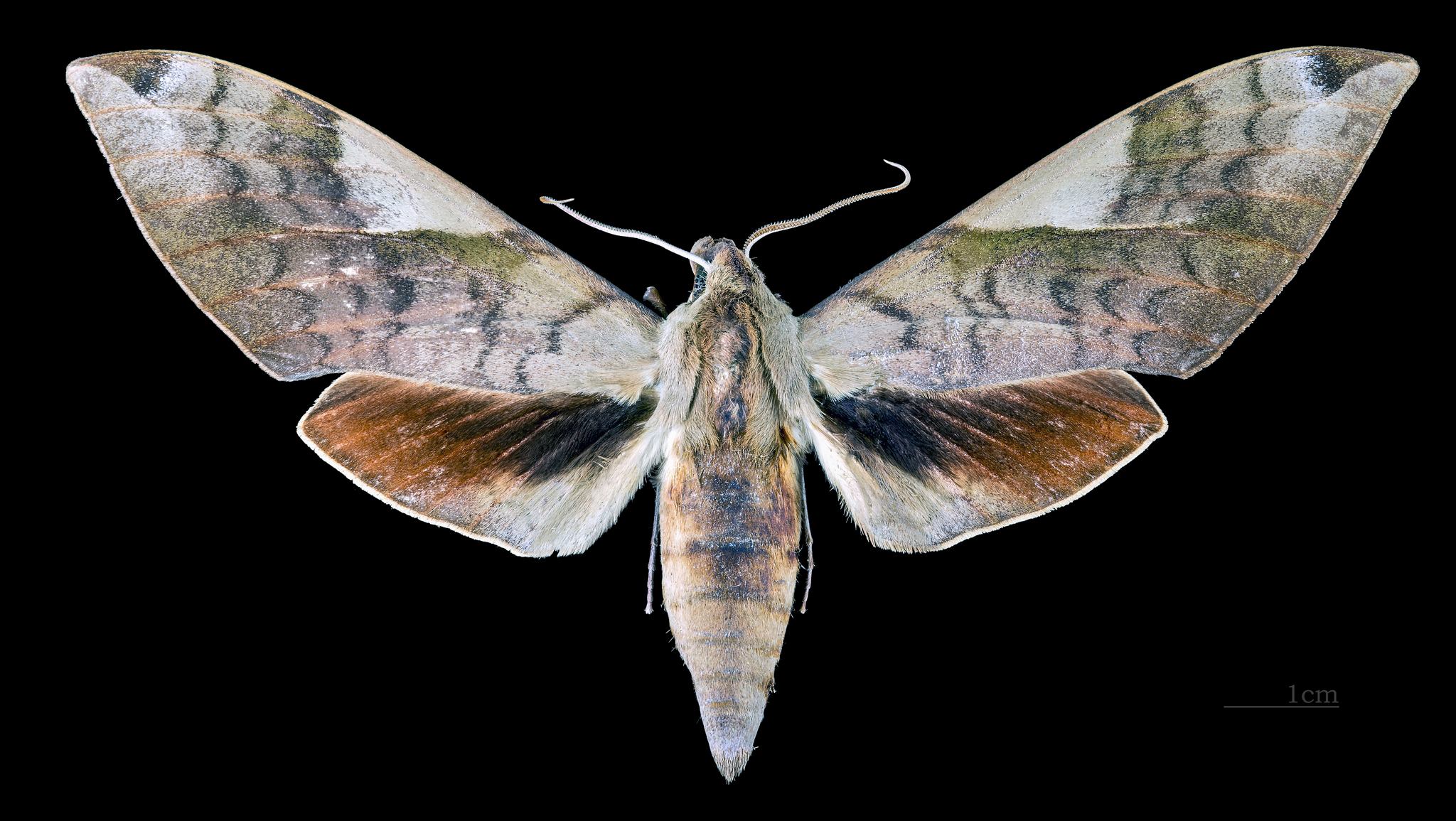 Clanis bilineata
