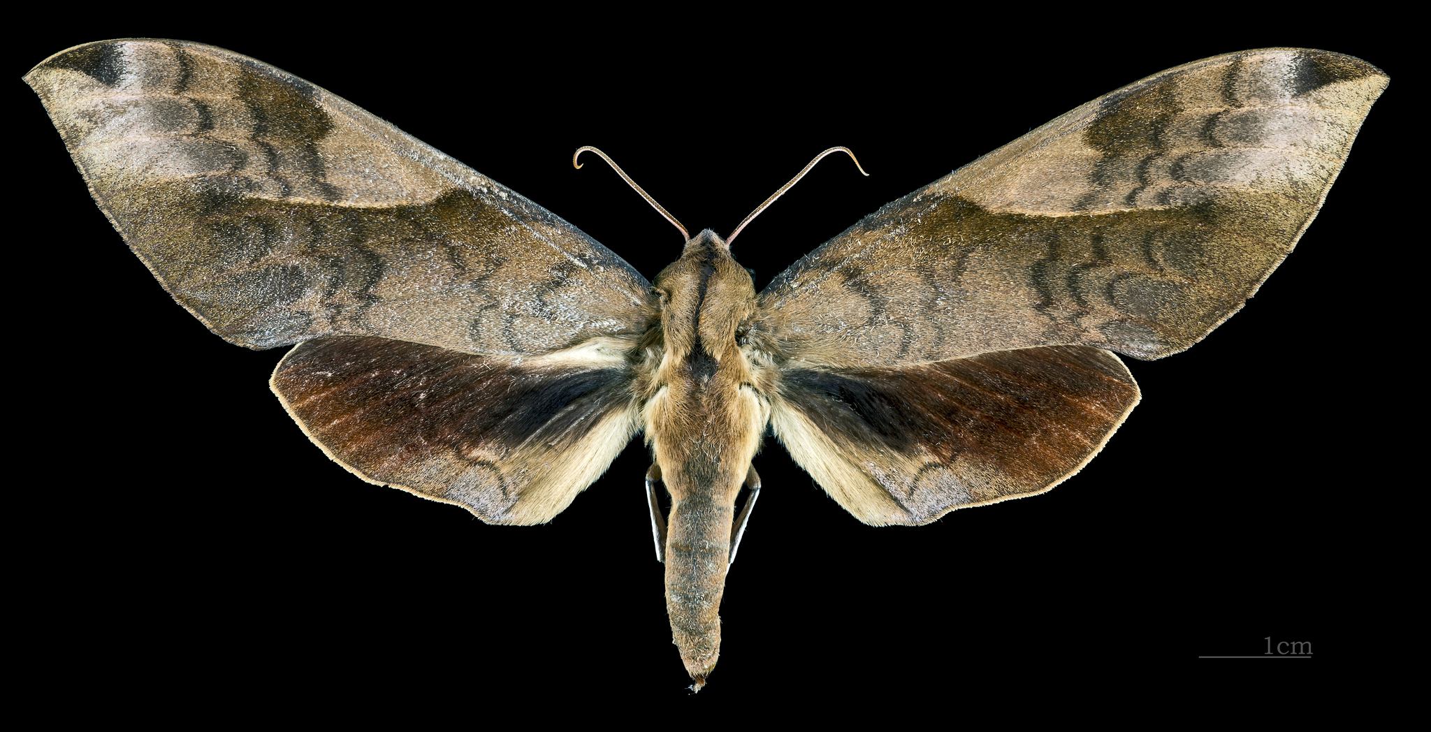 Clanis bilineata