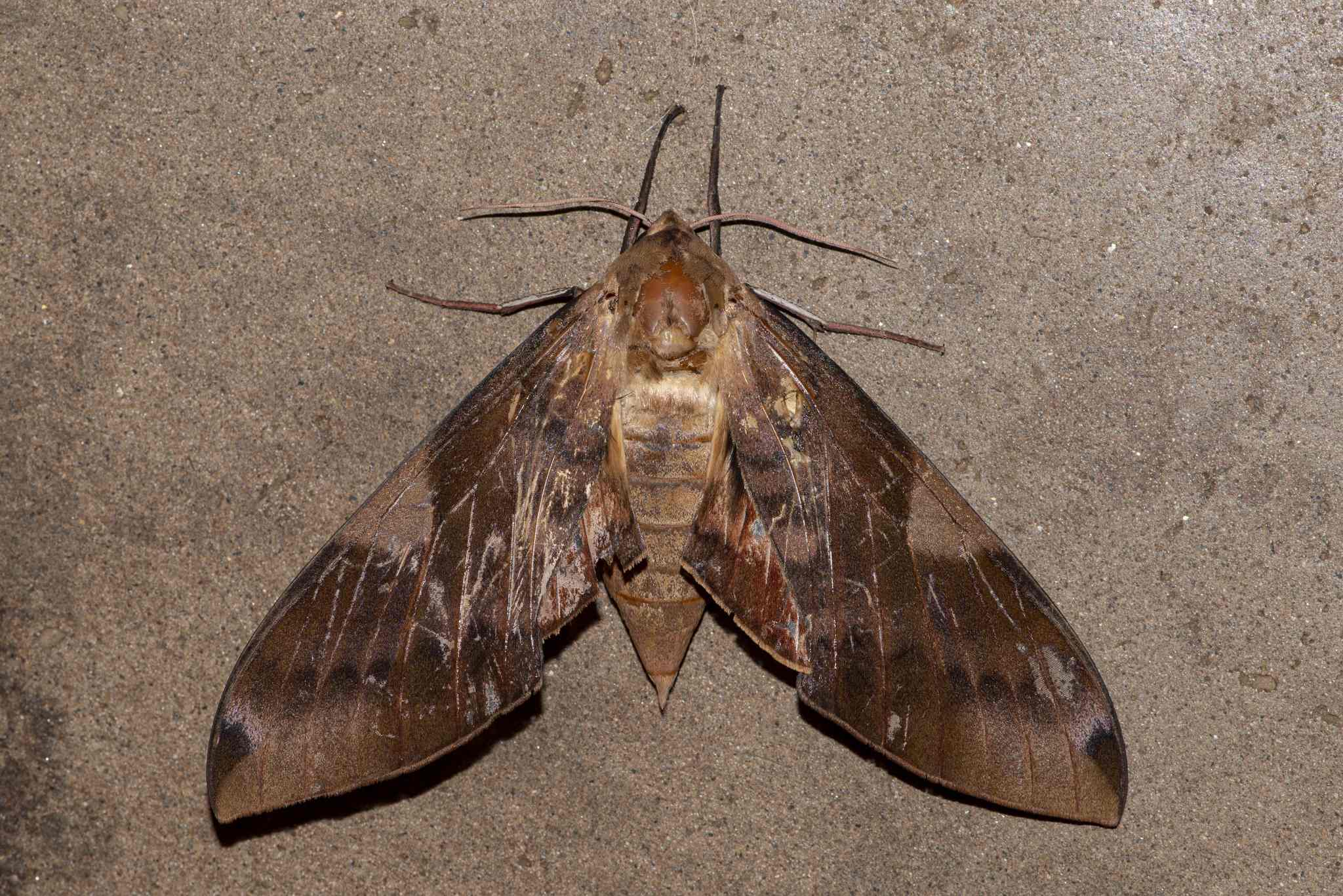 Clanis bilineata