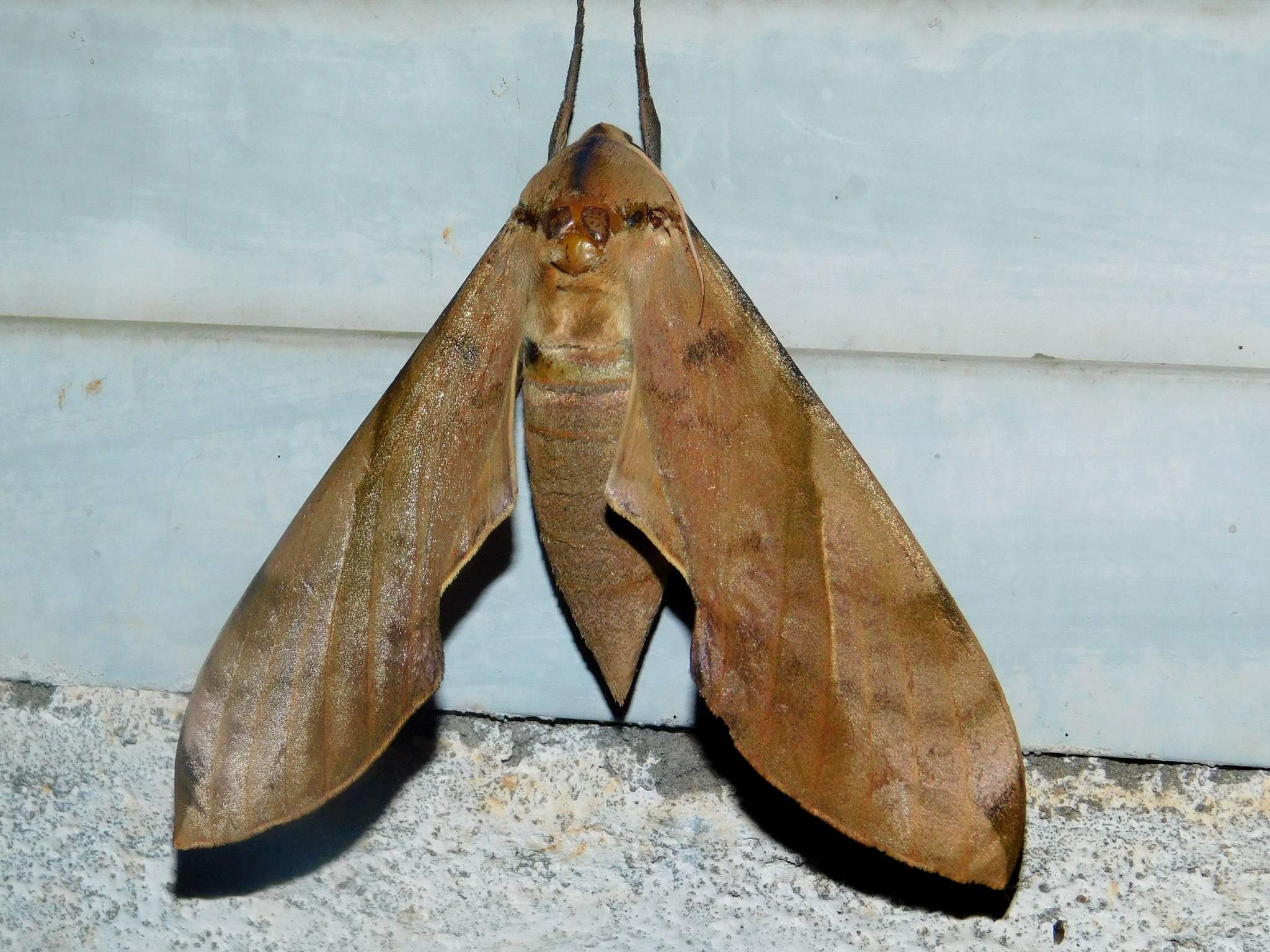 Clanis bilineata