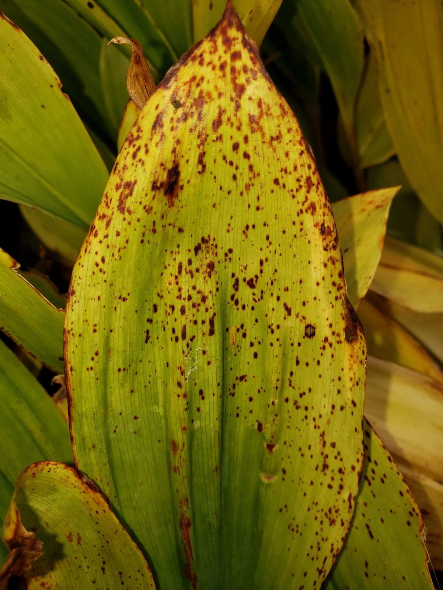 Kabatiella microsticta