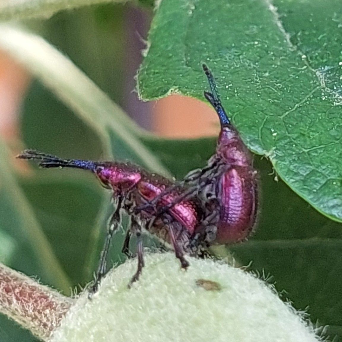 Rhynchites bacchus