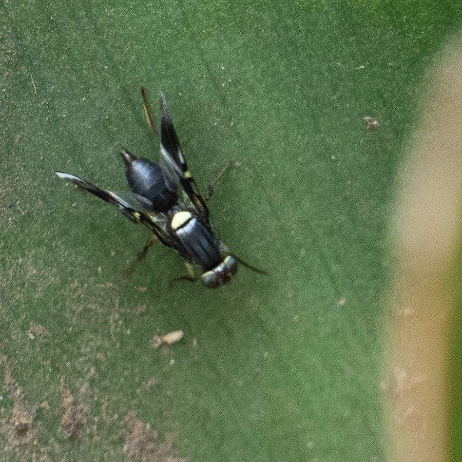 Taomyia marshalli