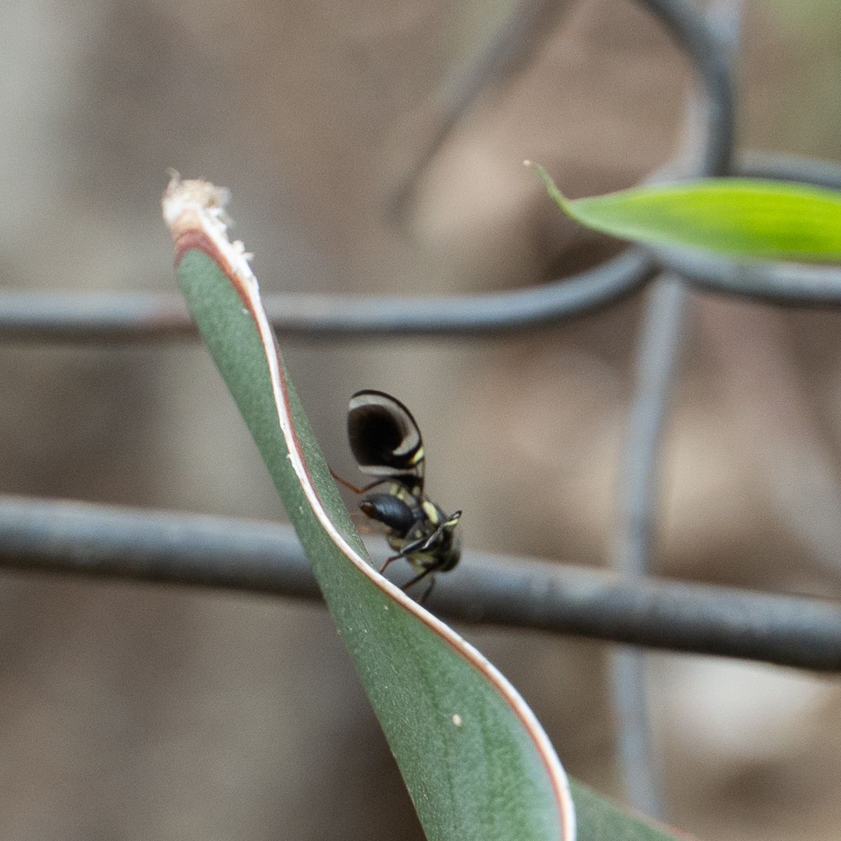 Taomyia marshalli