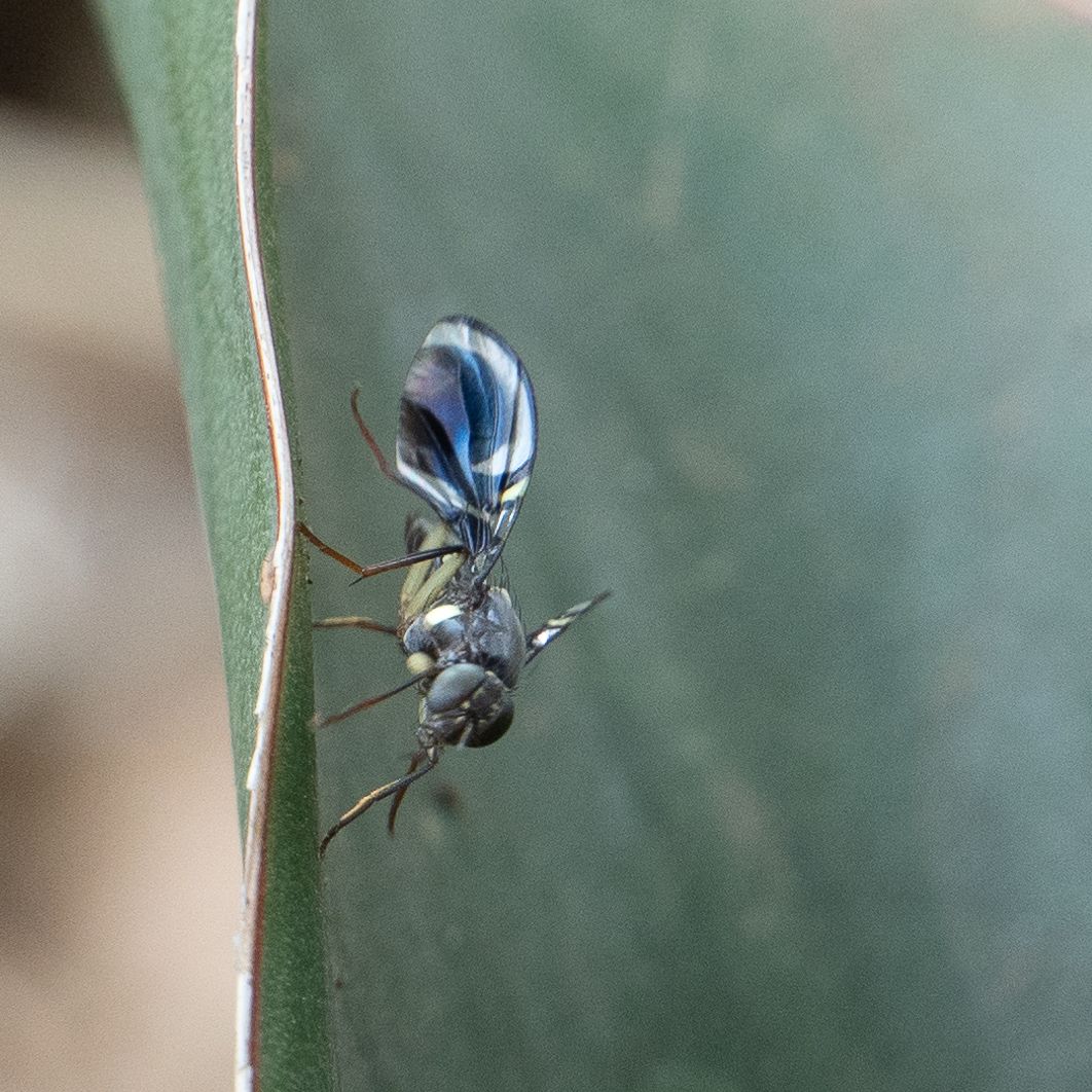 Taomyia marshalli