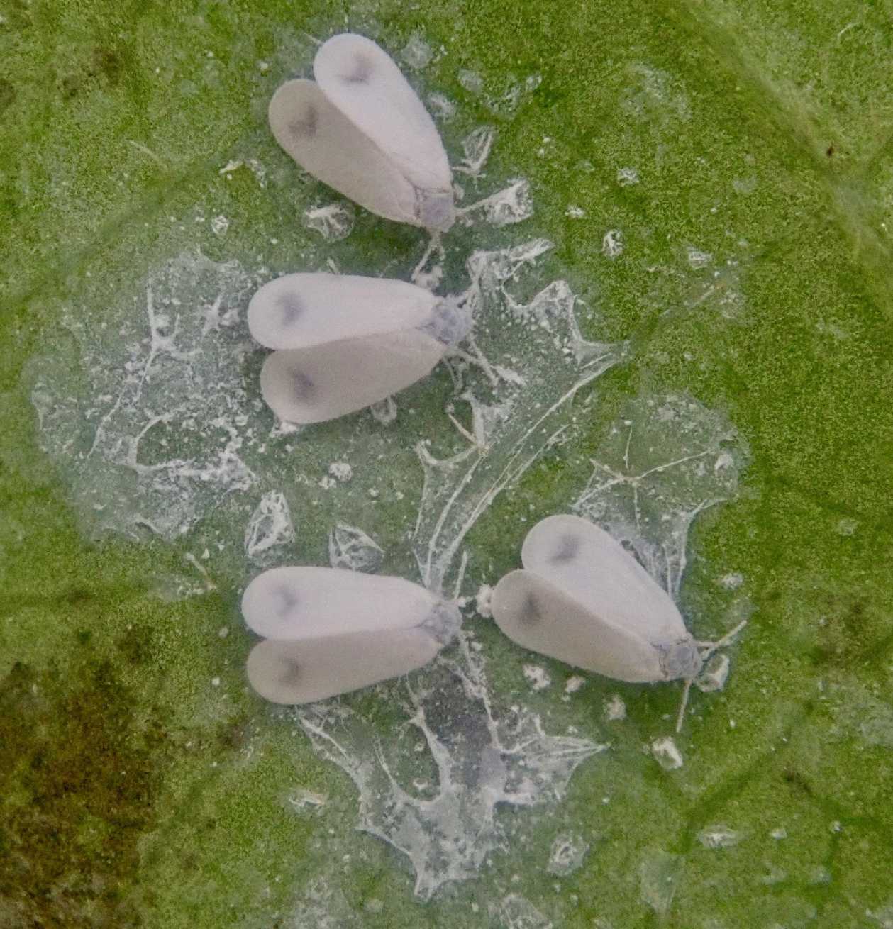 Aleyrodes lonicerae