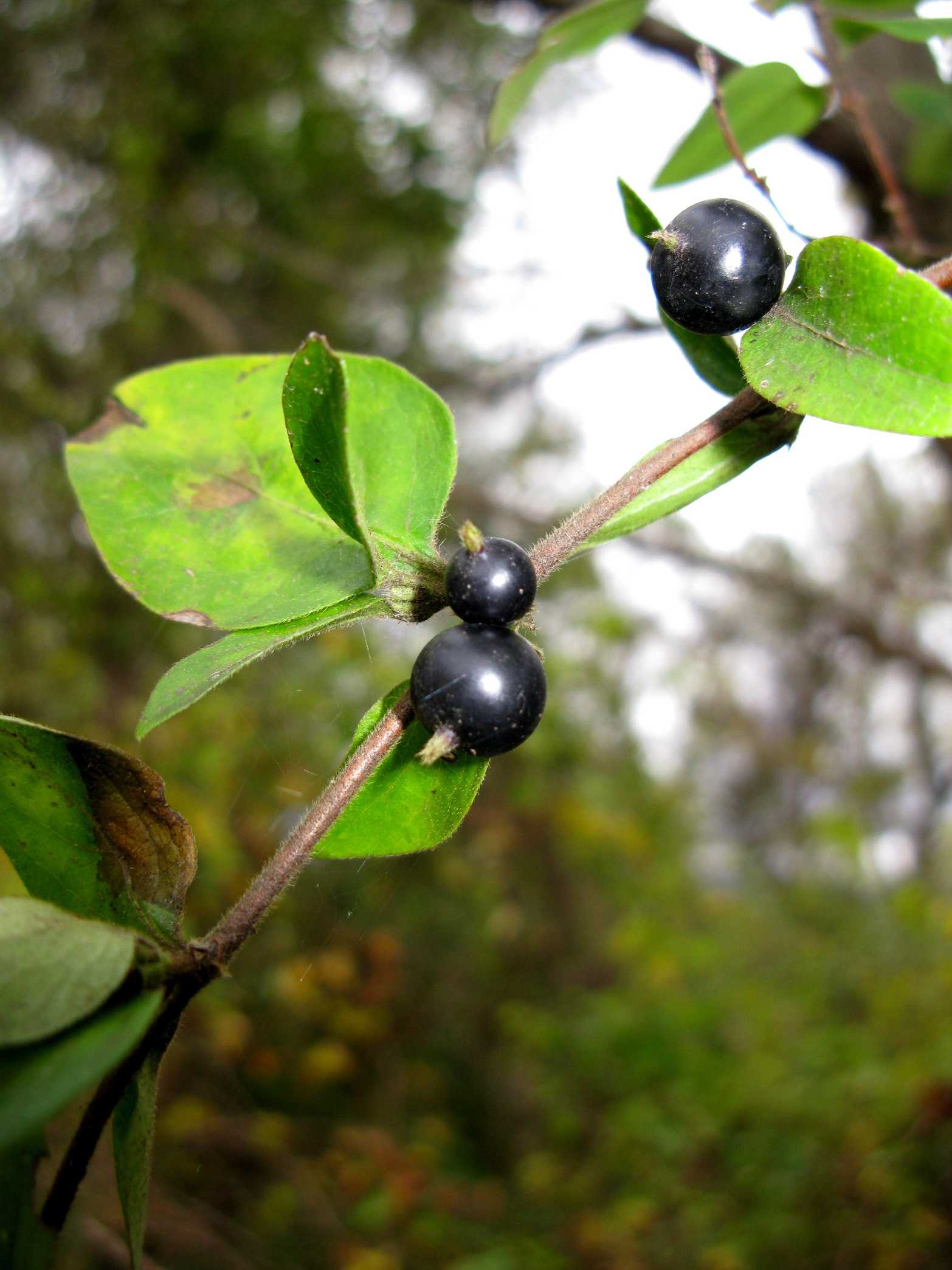 Aleyrodes lonicerae