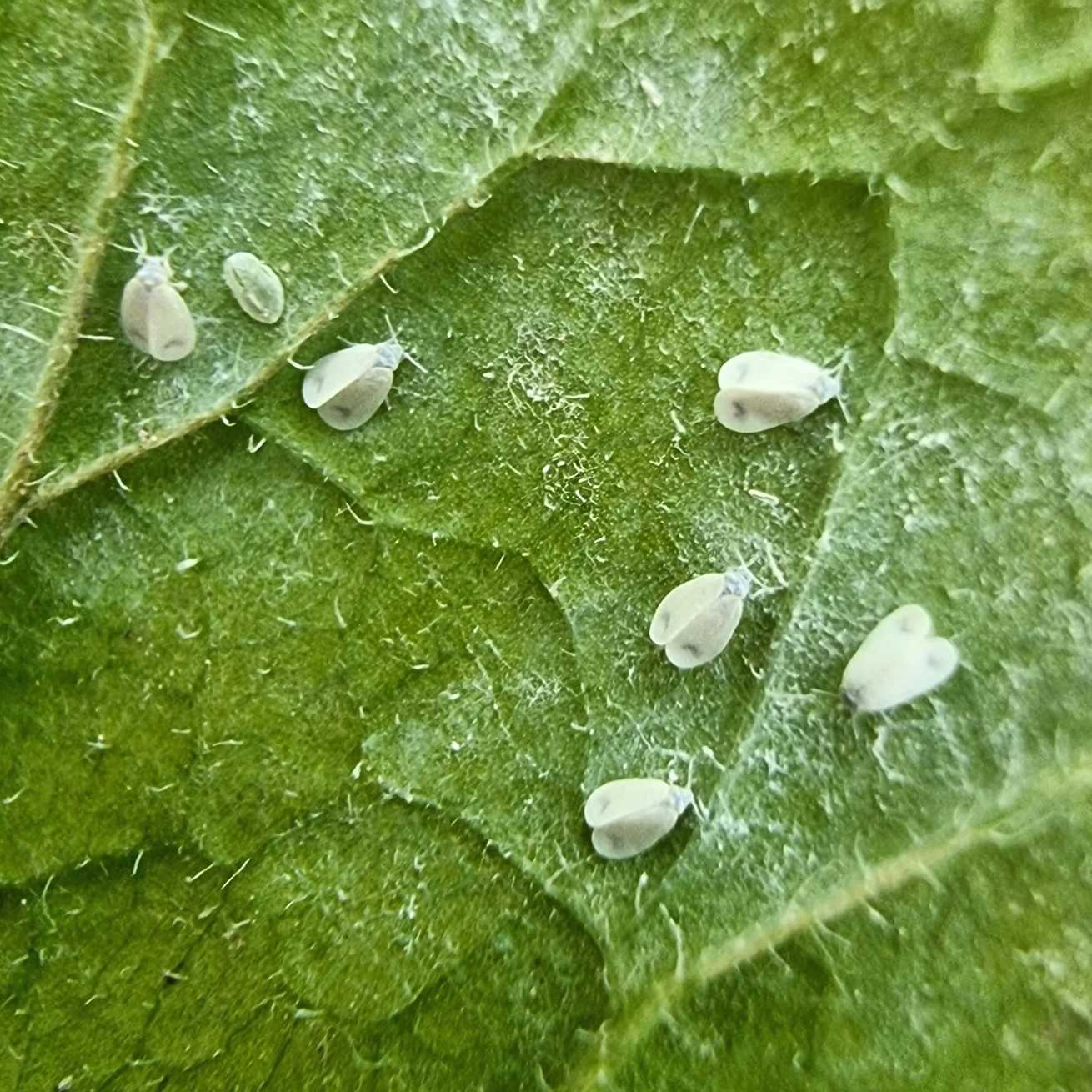 Aleyrodes lonicerae