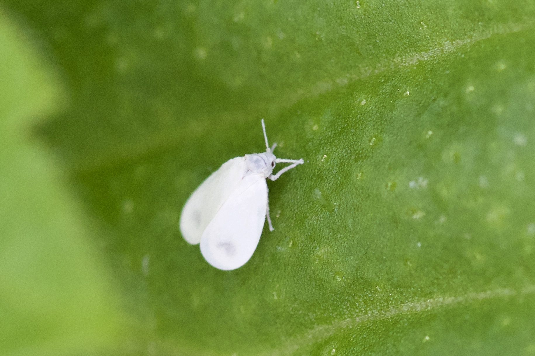 Aleyrodes lonicerae