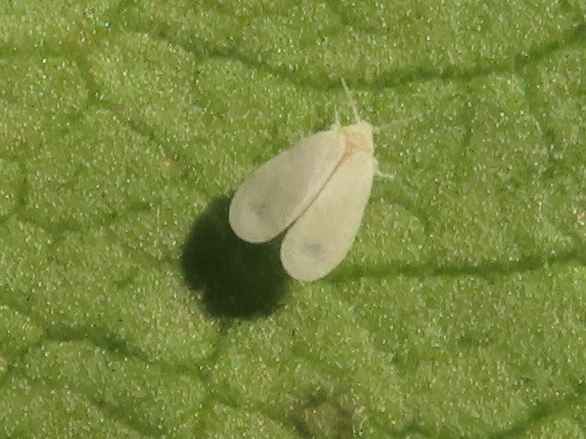 Aleyrodes lonicerae