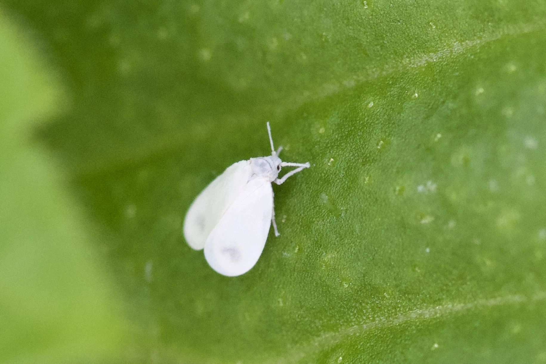 Aleyrodes lonicerae