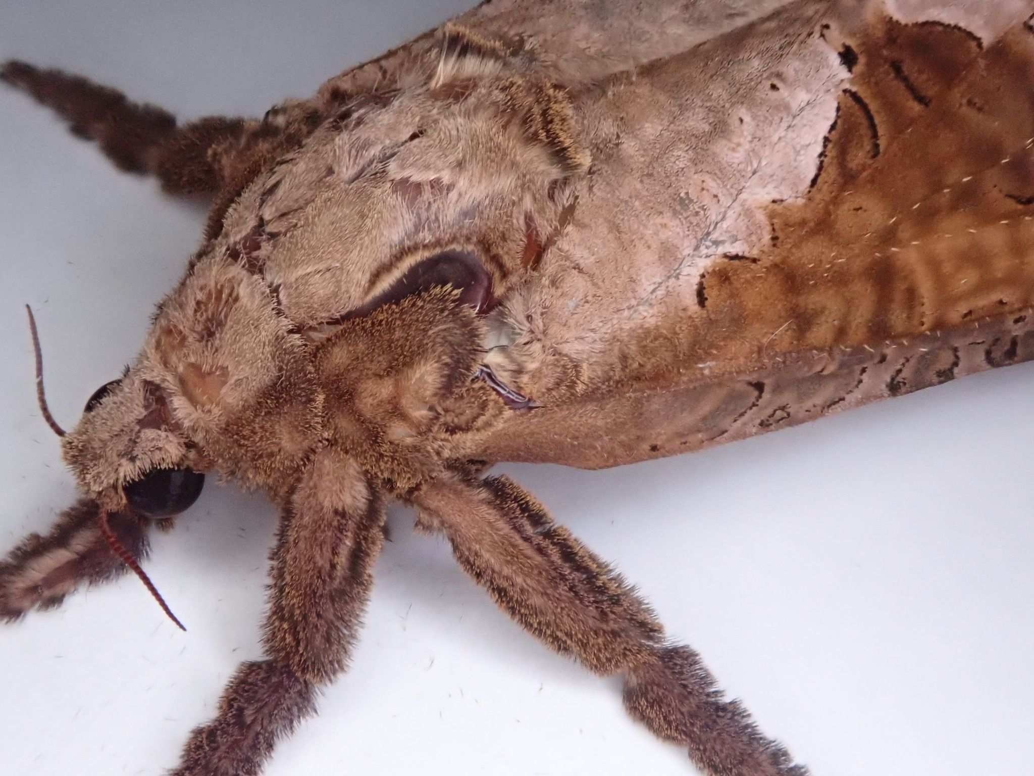 Endoclita excrescens