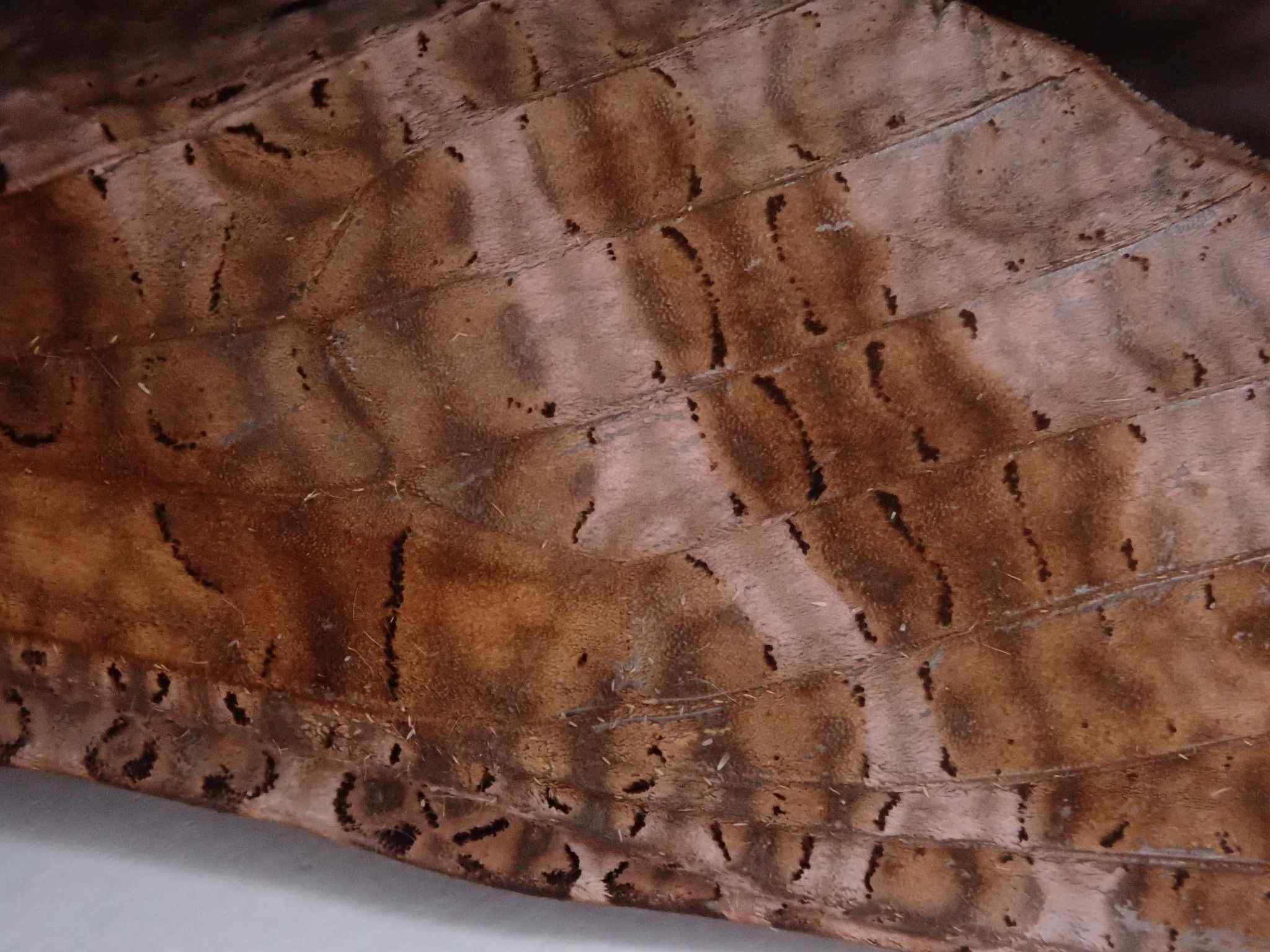 Endoclita excrescens
