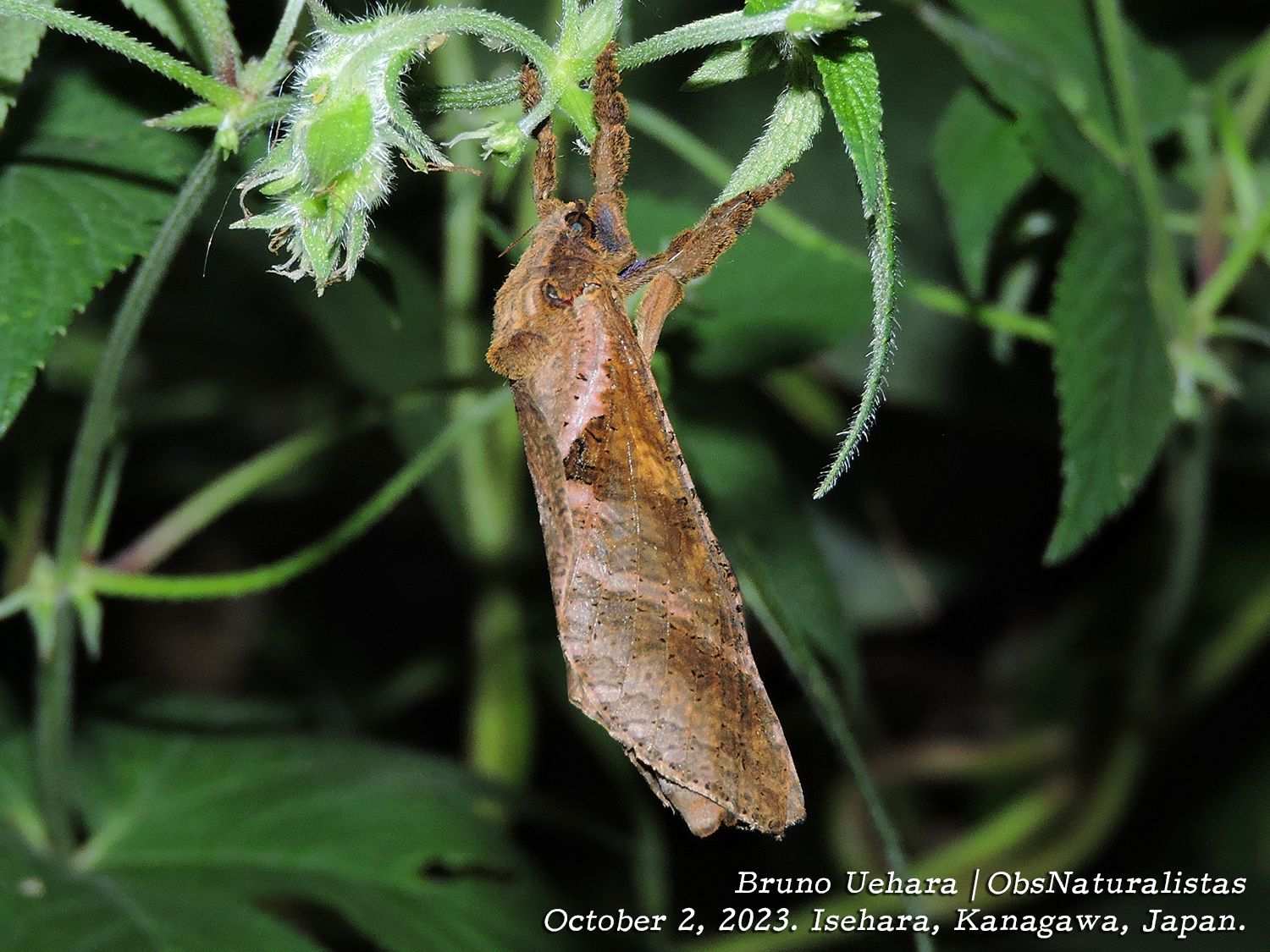 Endoclita excrescens