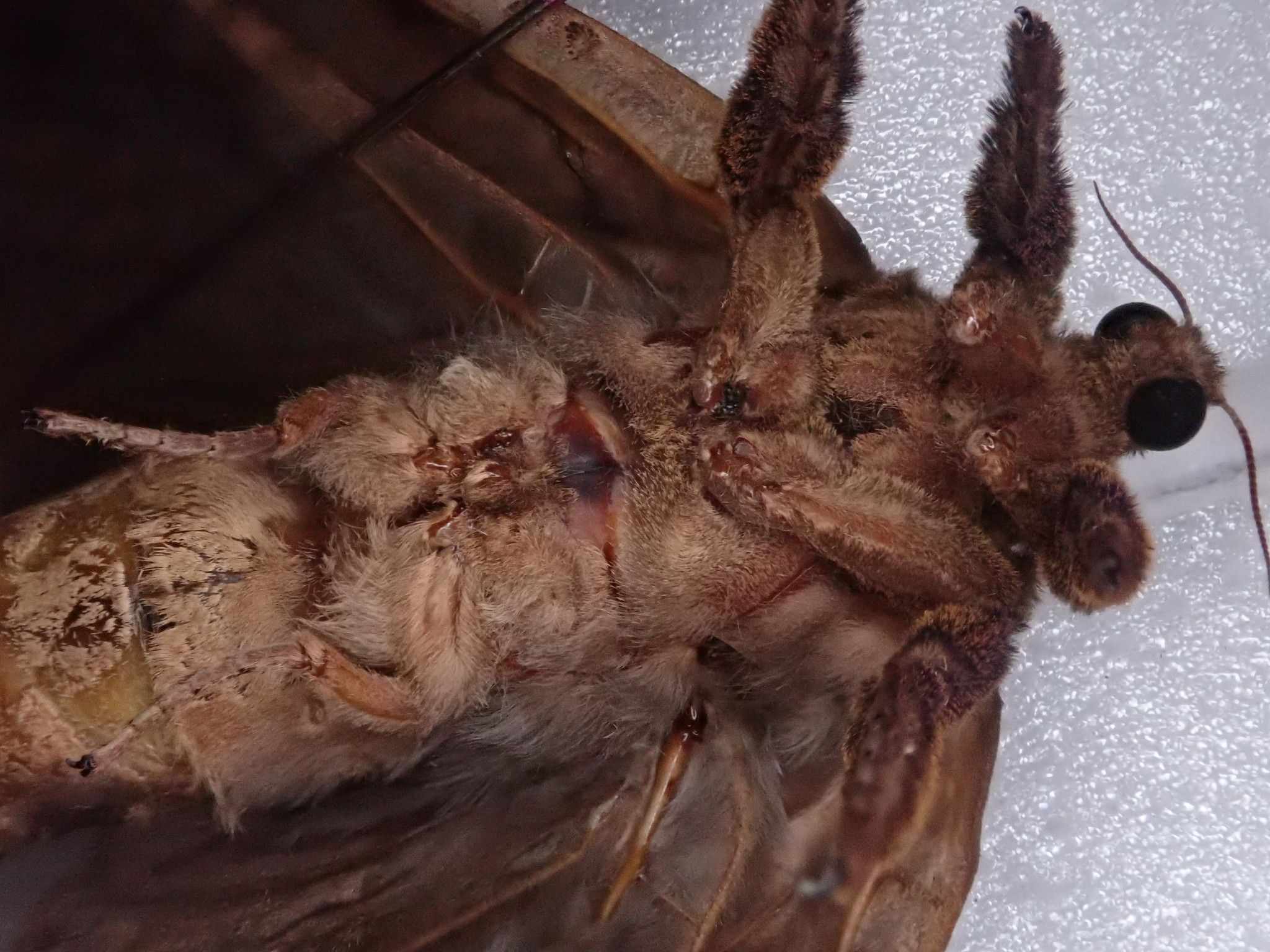 Endoclita excrescens