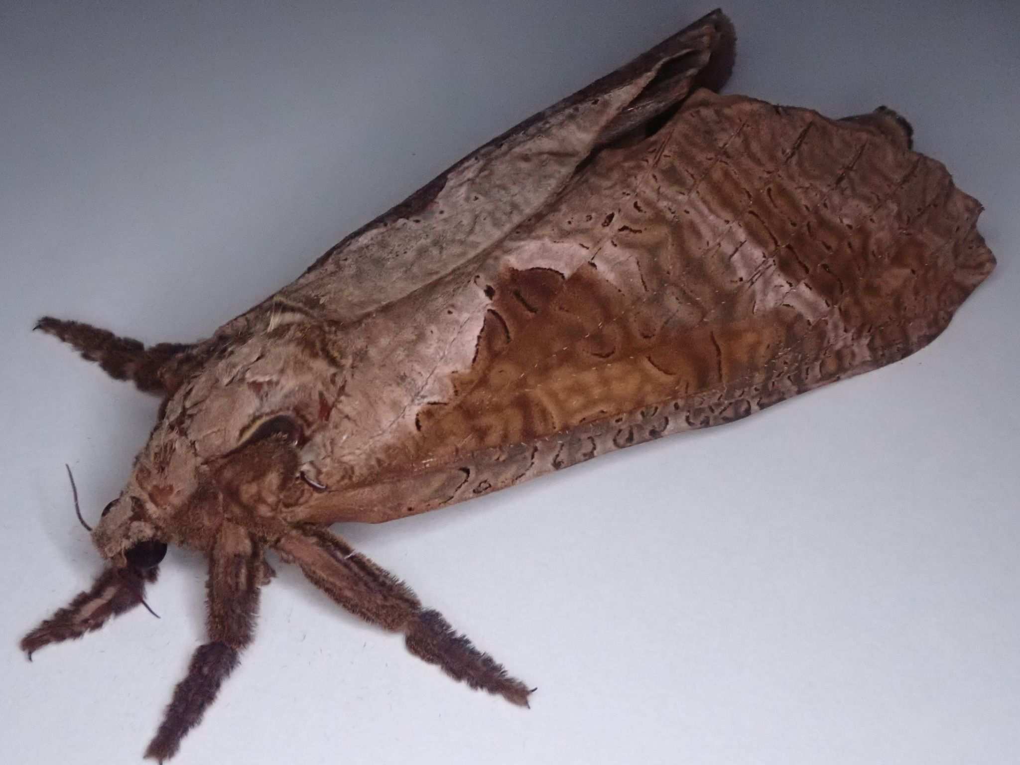 Endoclita excrescens