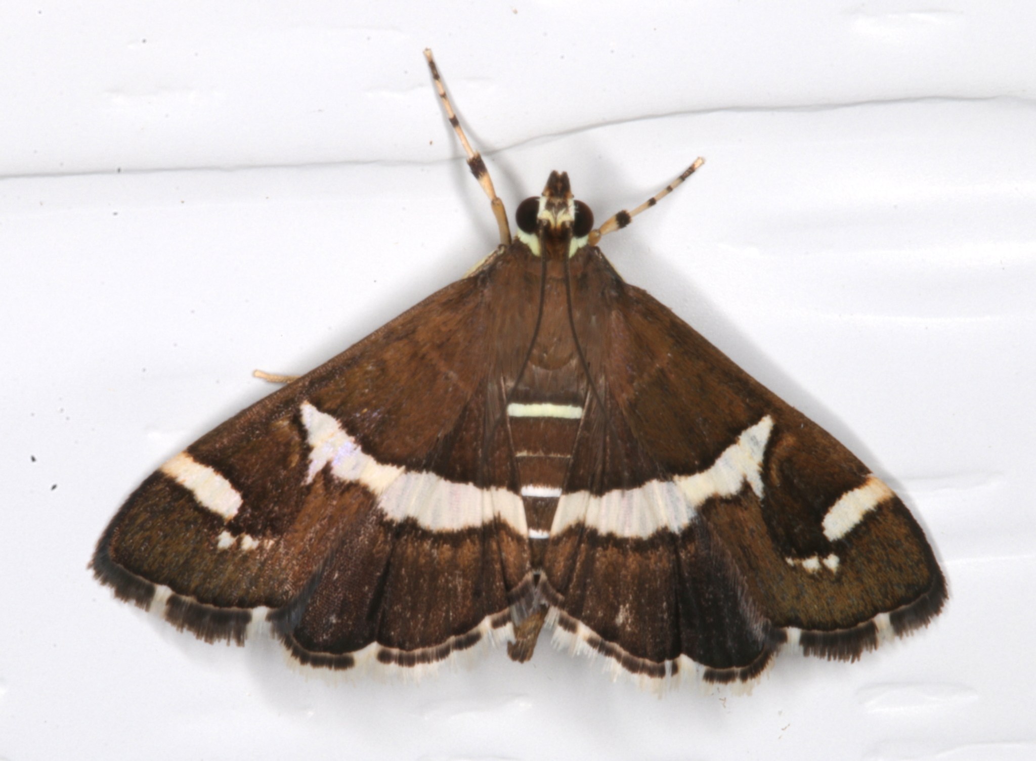 Hymenia