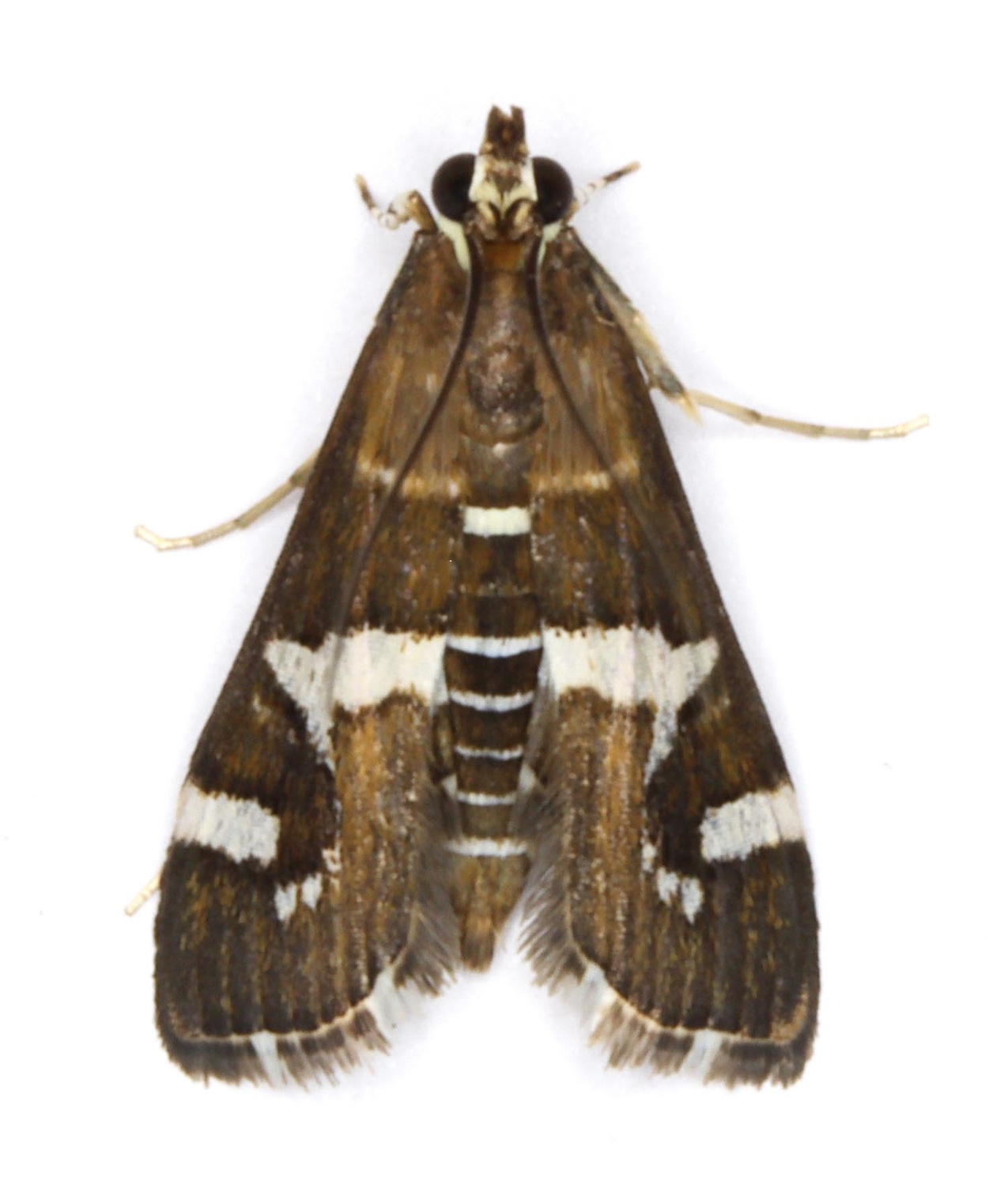 Hymenia
