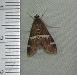 Hymenia