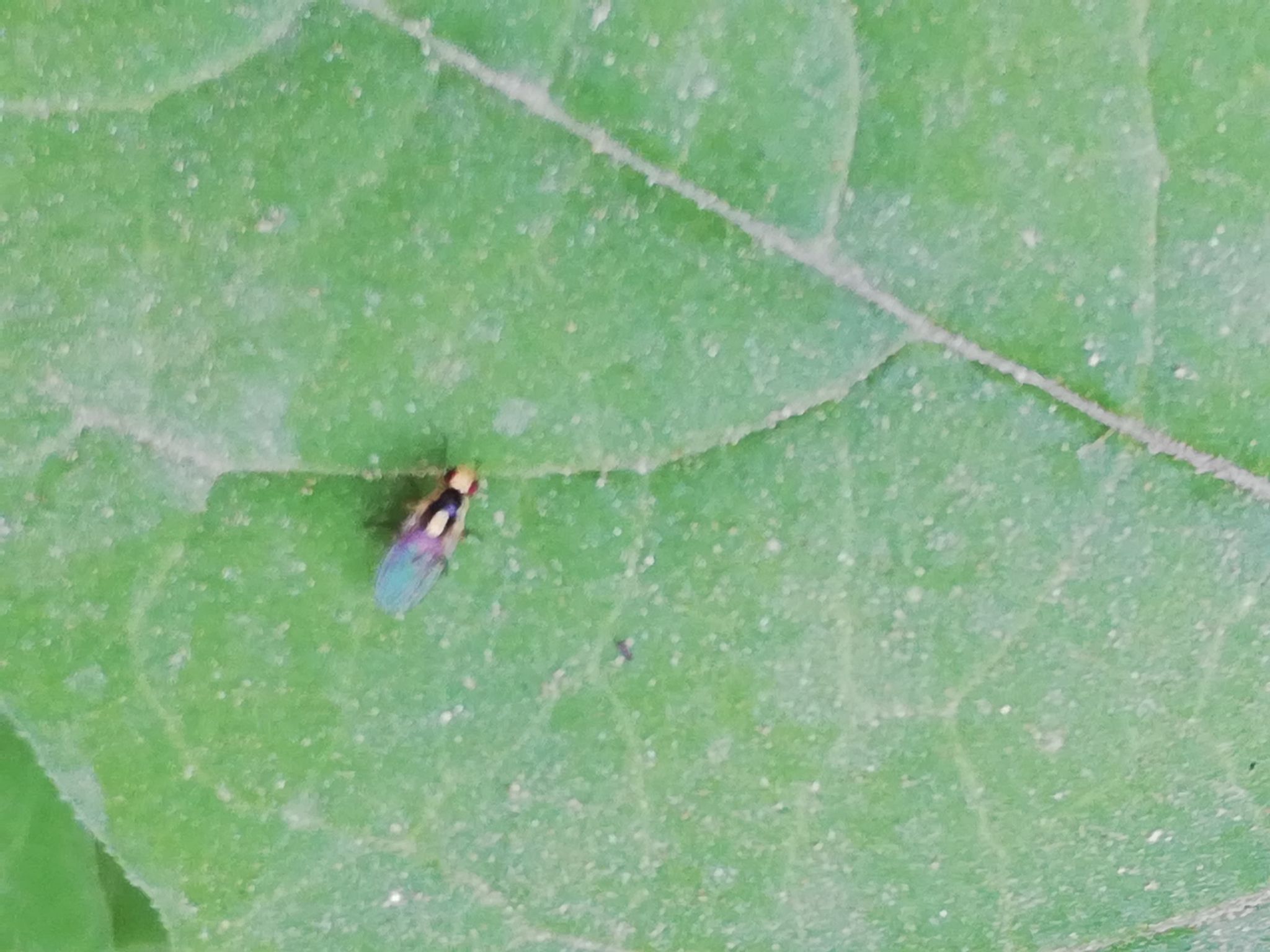 Liriomyza huidobrensis