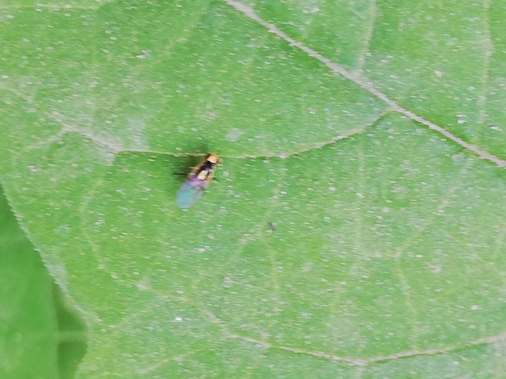 Liriomyza huidobrensis