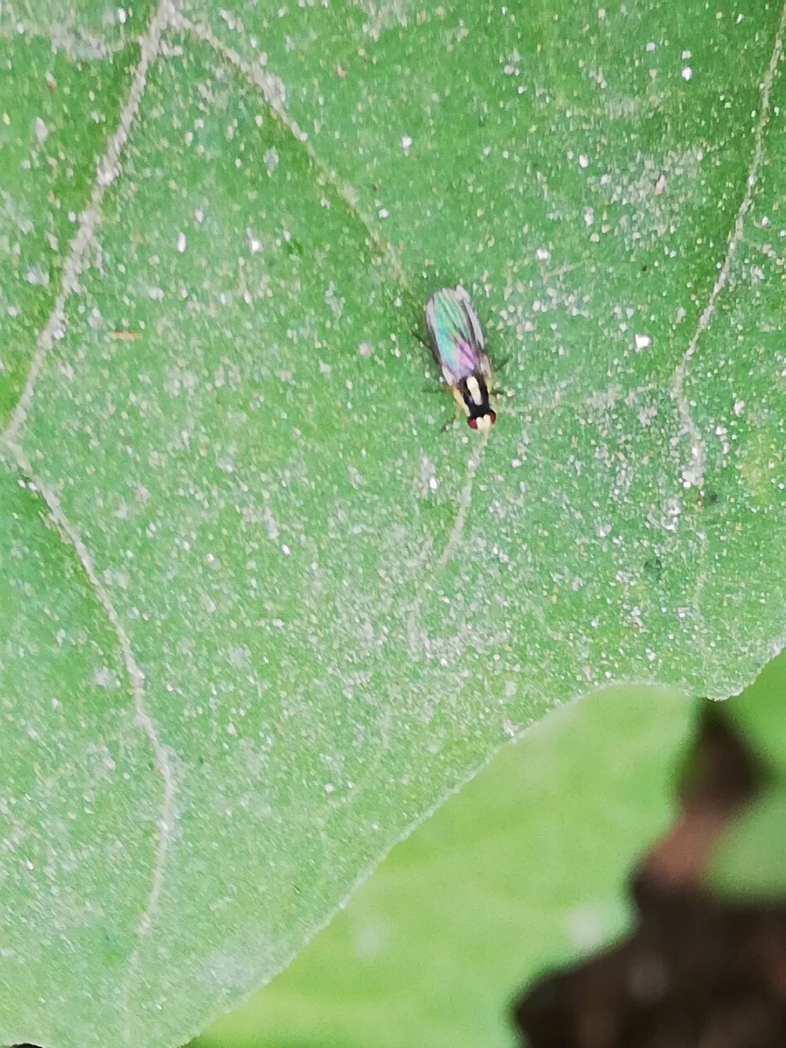 Liriomyza huidobrensis