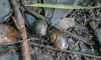 Pila ampullacea