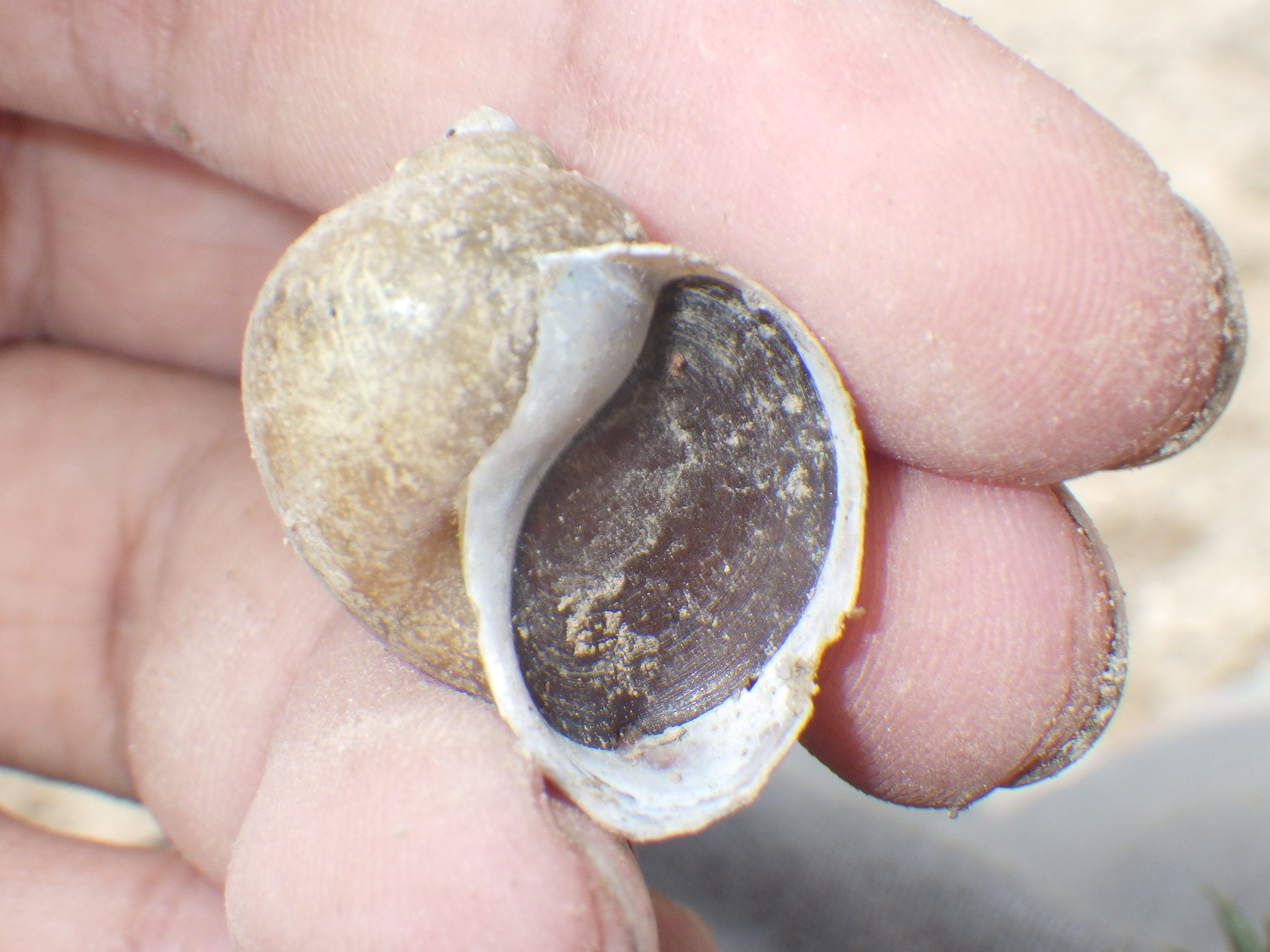 Pila ampullacea