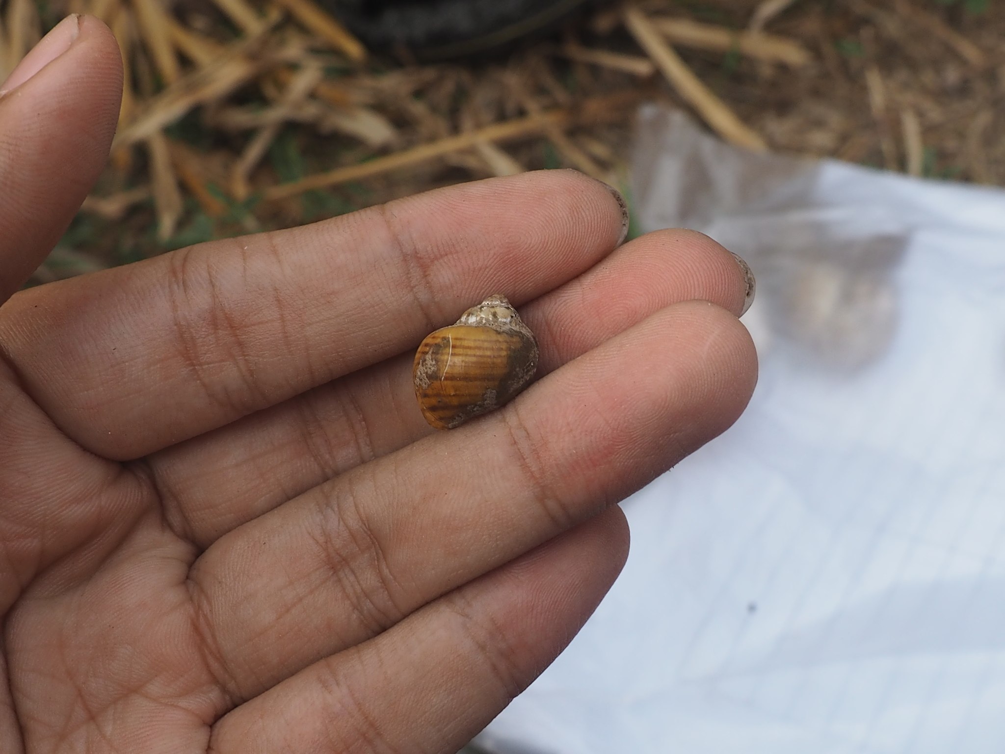 Pila ampullacea