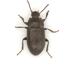 Blapstinus