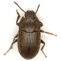 Blapstinus